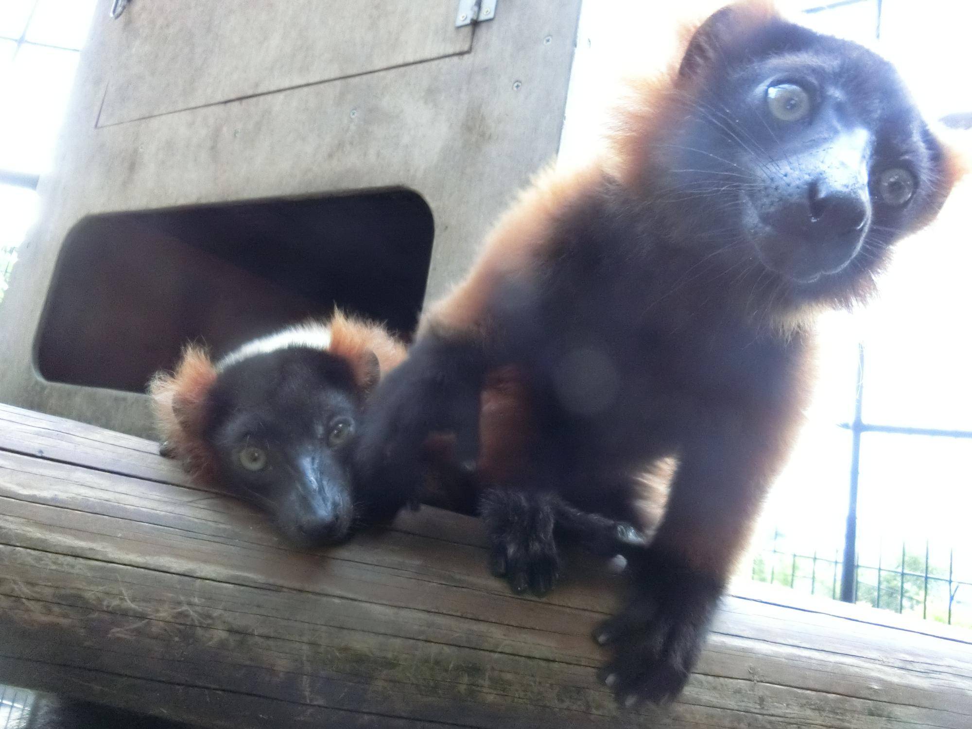 オジャマするロジー ２.jpg