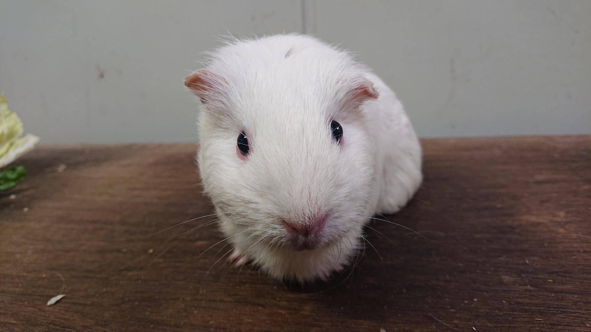 ぽんちゃぶ 正面.jpg