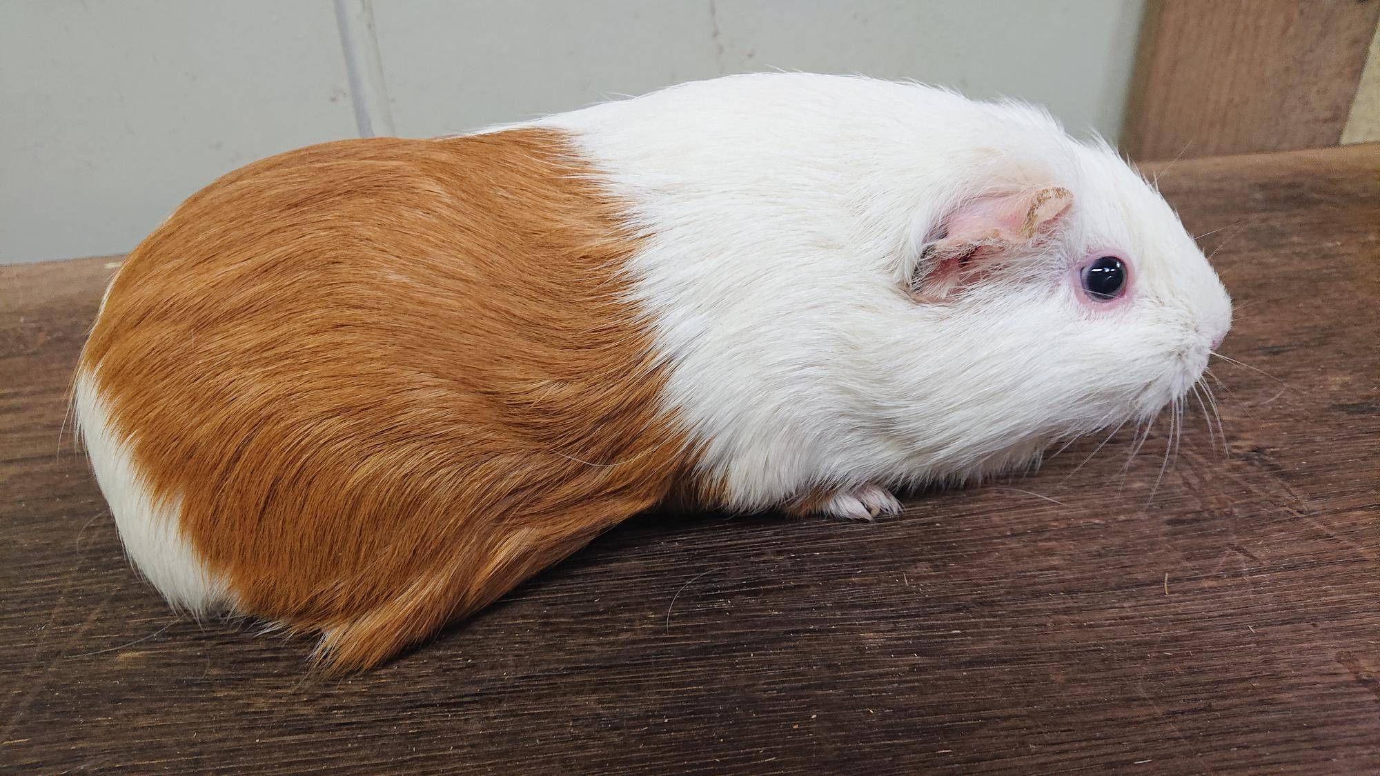 ぽんちゃぶ 右側面.jpg