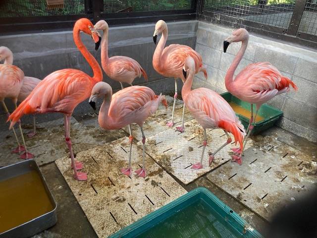 寝室を汚せるようになったフラミンゴ.jpg