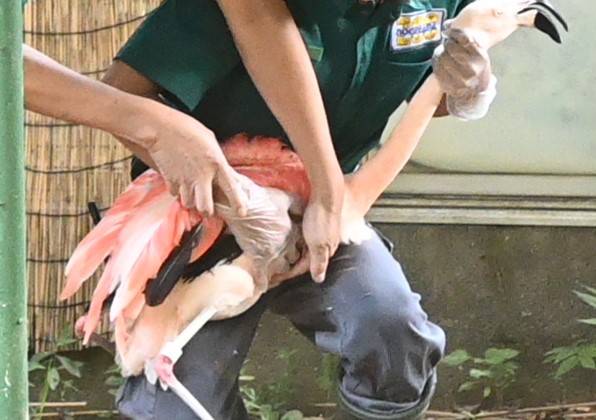 フラミンゴの抑え方講習.jpg