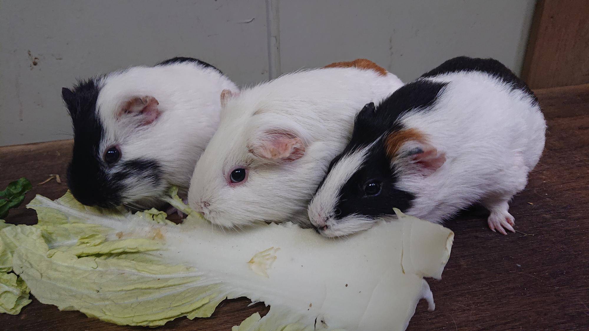 もぐもぐ ⑫.jpg