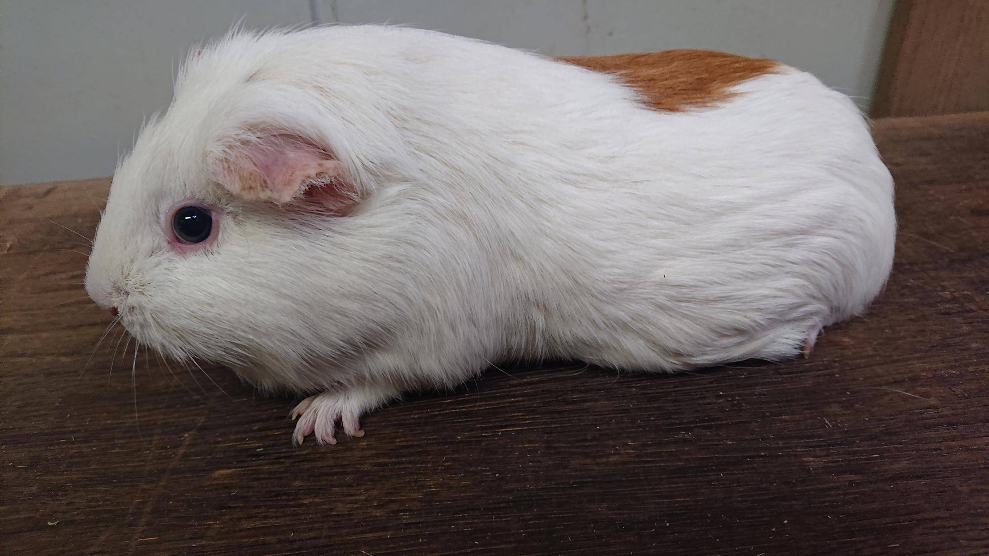 ぽんちゃぶ 左側面.jpg