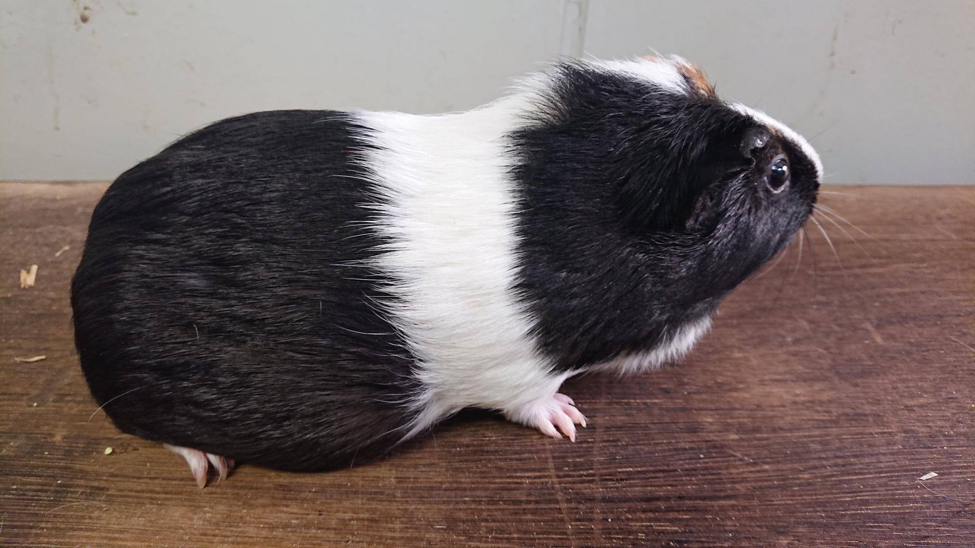 ピア 右側面.jpg