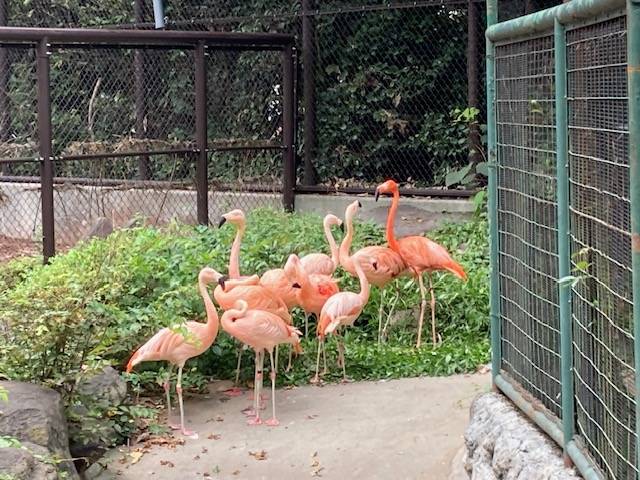 フラミンゴ舎に戻ってきたフラミンゴ.jpg