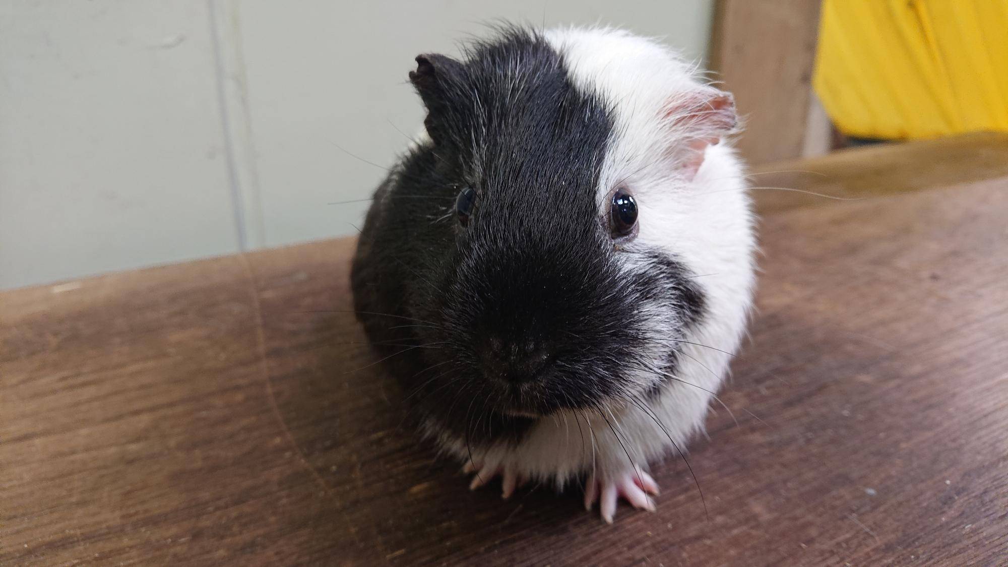 パッチ 正面.jpg