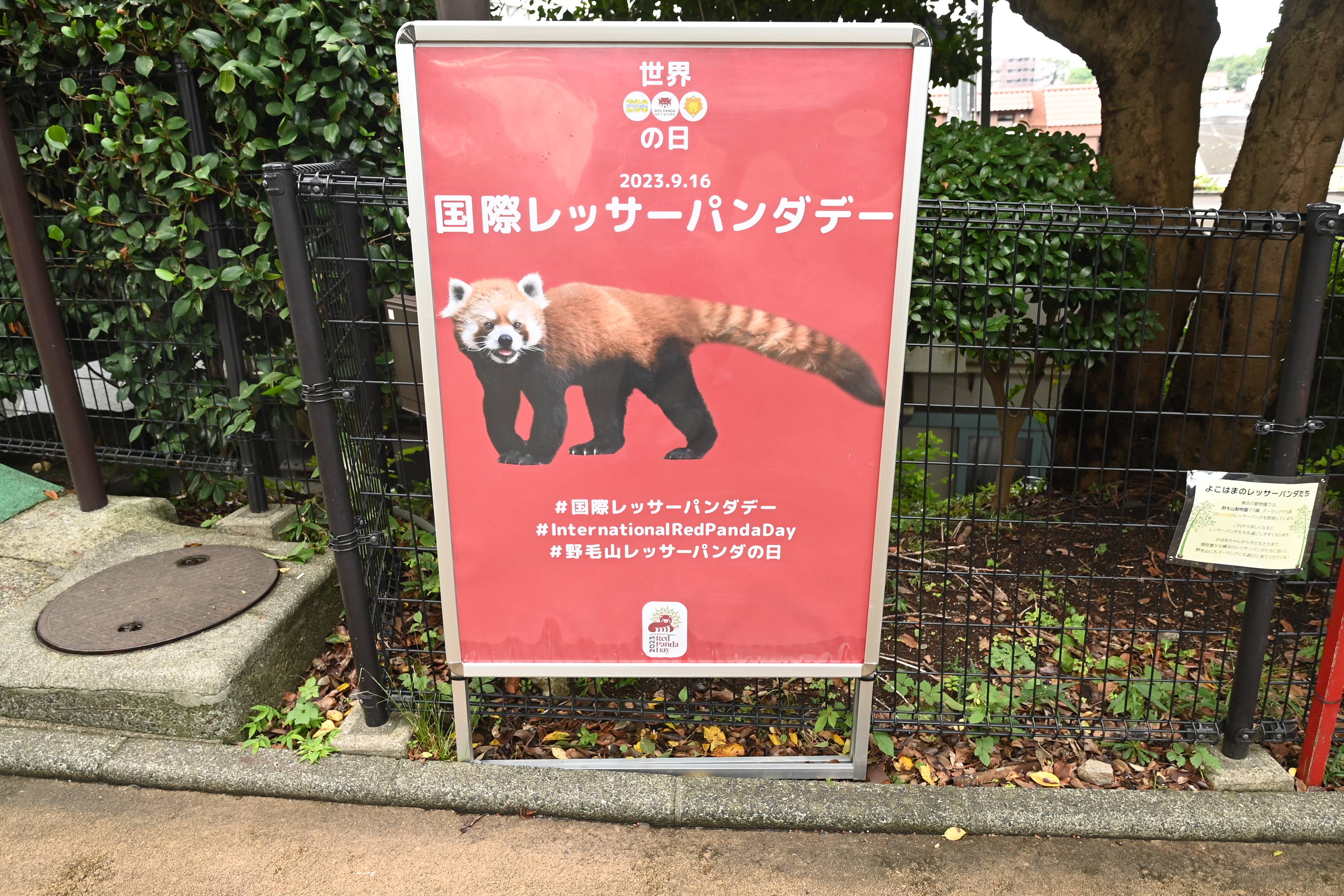 ①国際レッサーパンダデーポスター.jpg