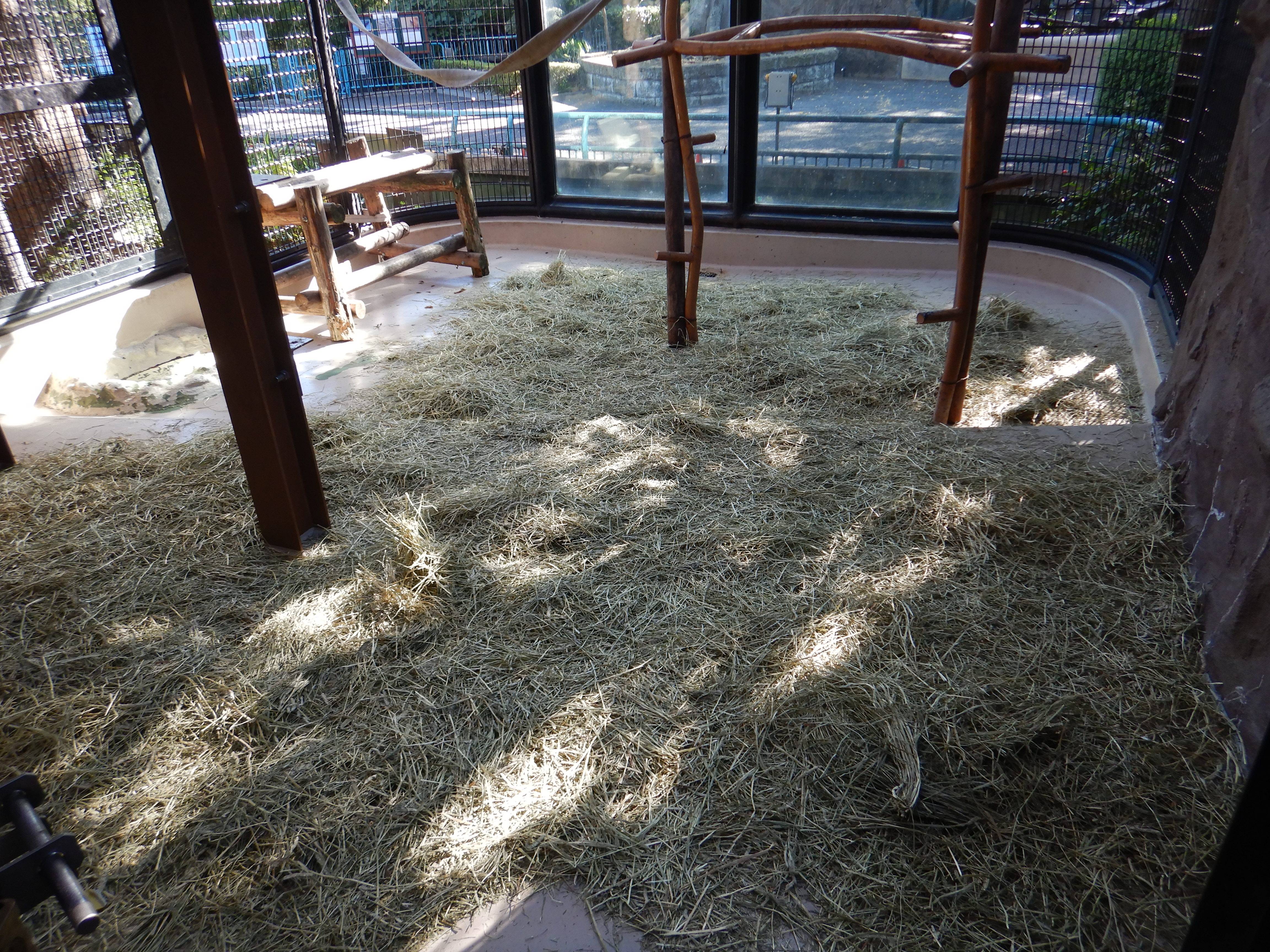 乾草を敷いた放飼場.jpg