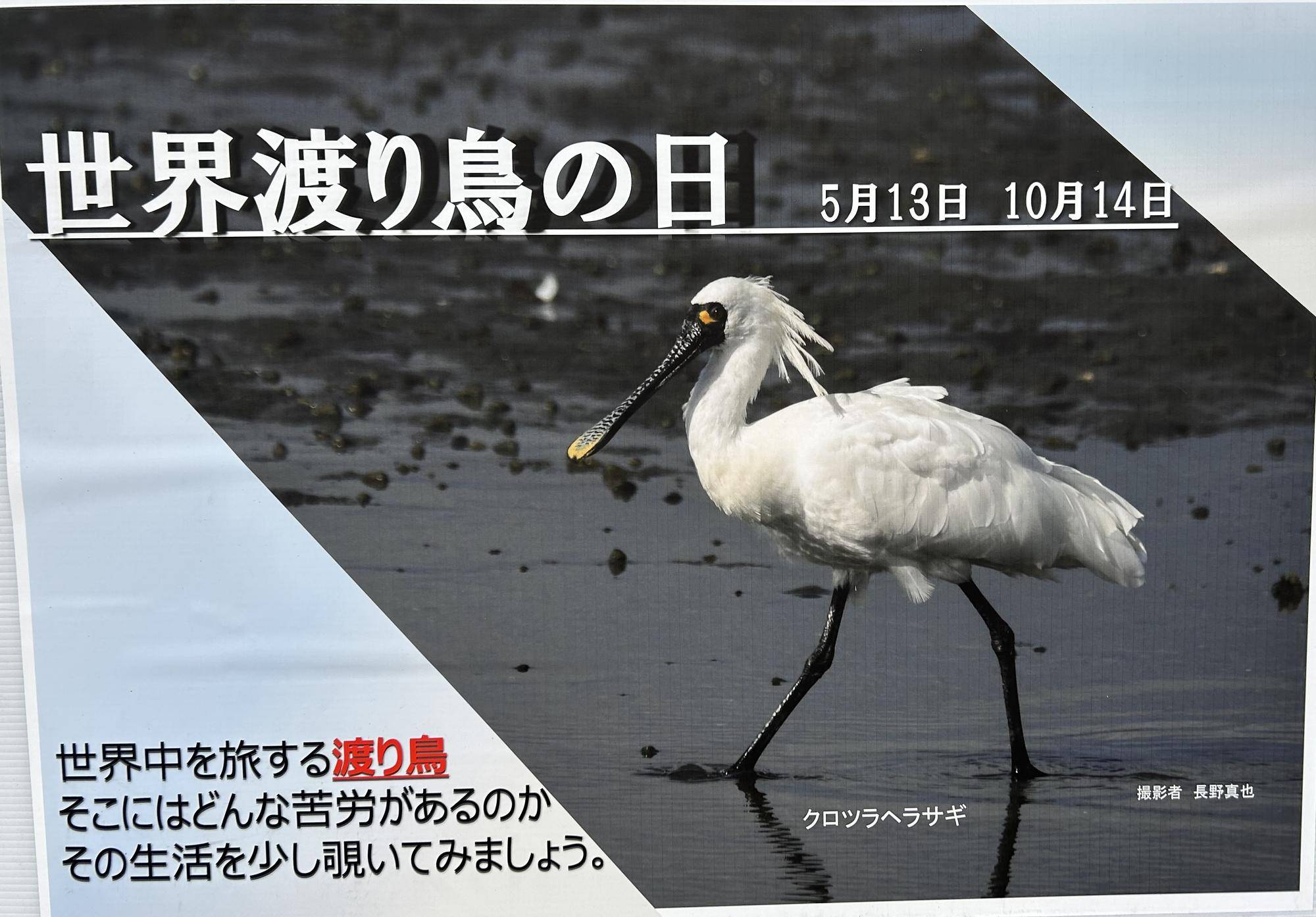 世界渡り鳥の日① 表紙.jpeg