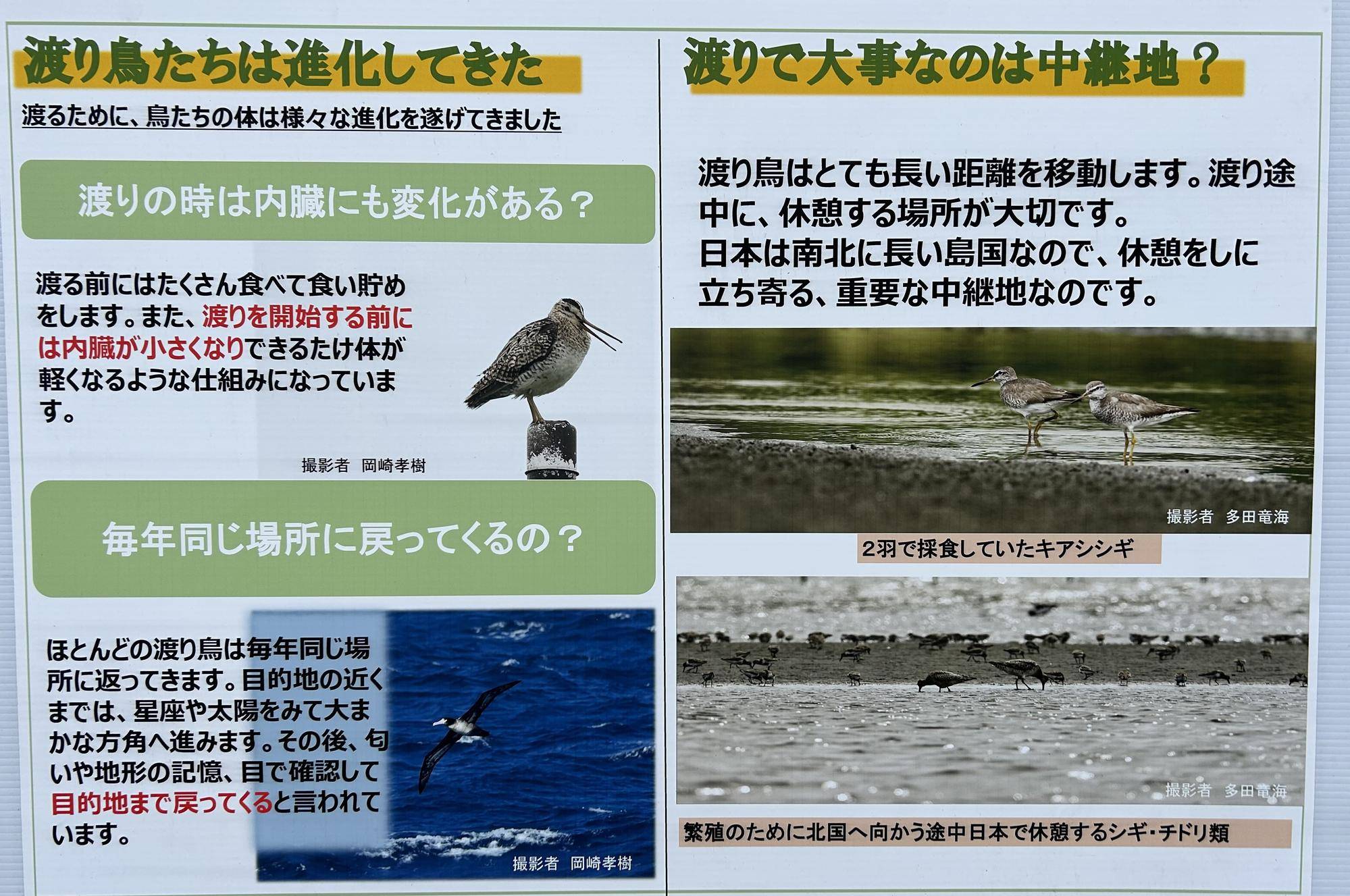 世界渡り鳥の日④ 渡り鳥の体の構造.jpeg