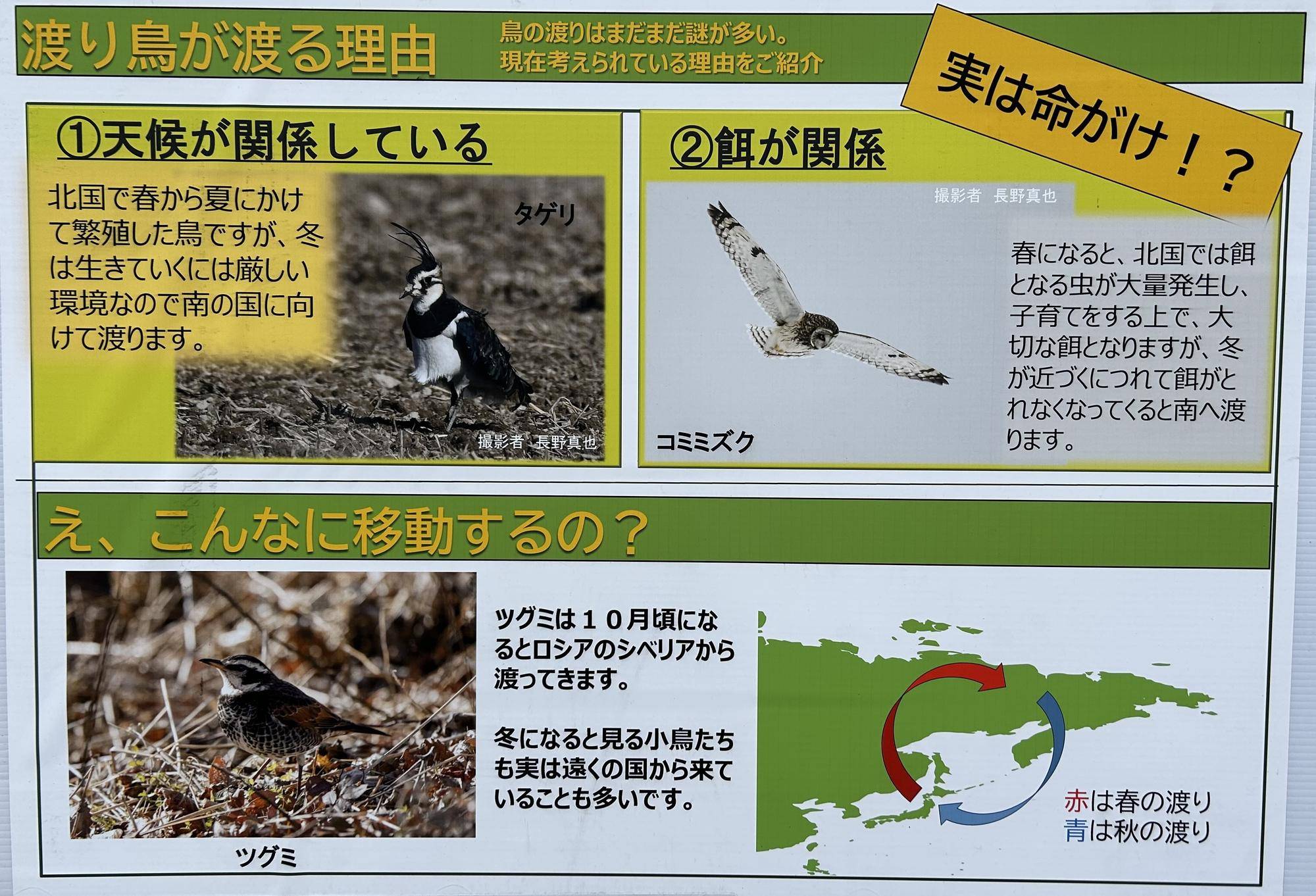 世界渡り鳥の日③ 渡り鳥が渡る理由.jpeg