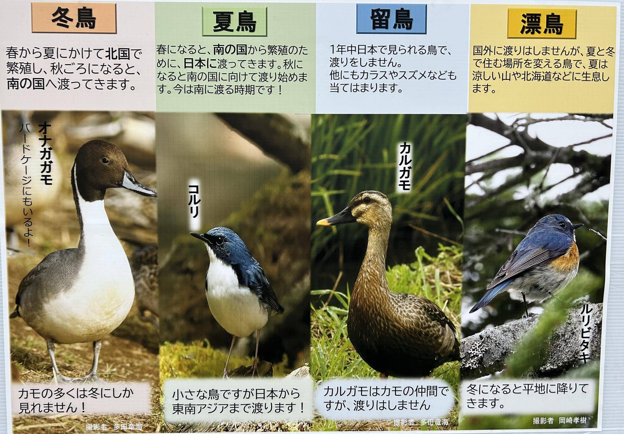 世界渡り鳥の日② 渡り鳥の種類.jpeg