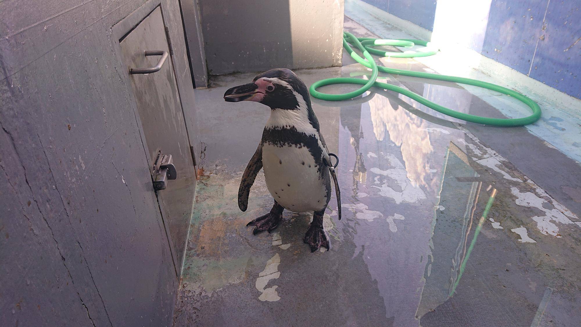 カズミ.jpg