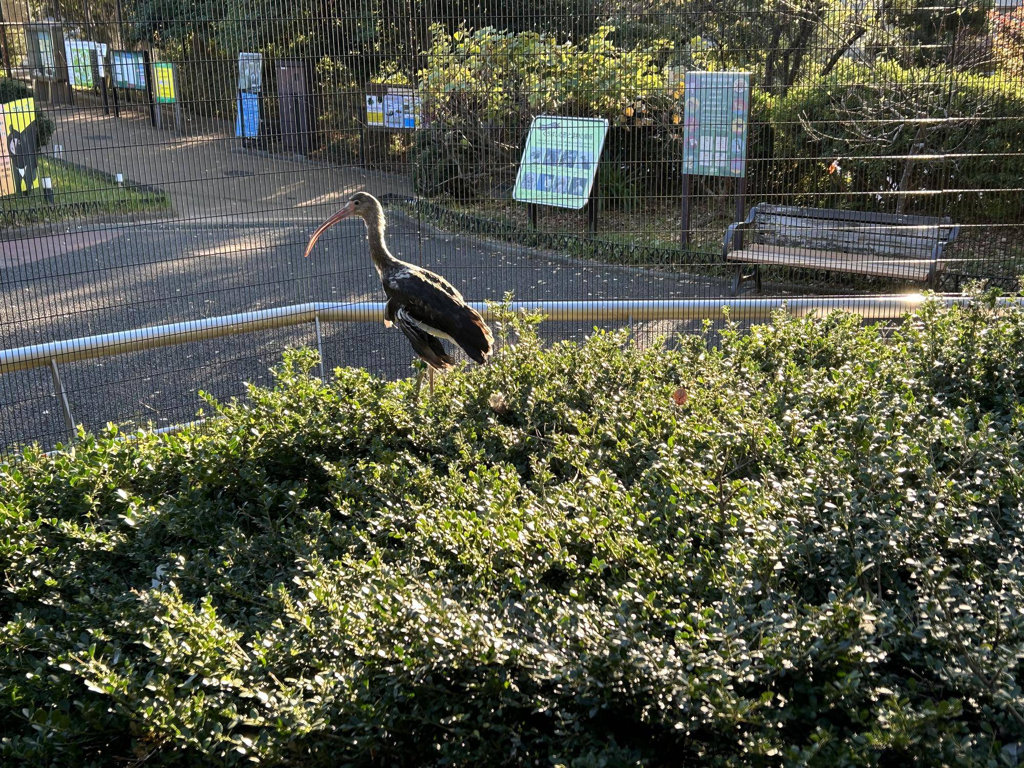 植栽の上で休む 中から撮影.jpeg