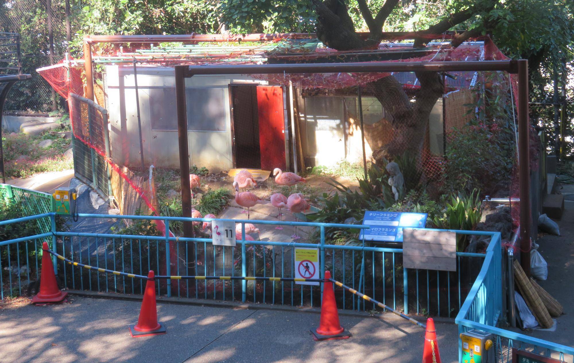 フラミンゴ舎支柱設置後の防鳥ネット.jpg