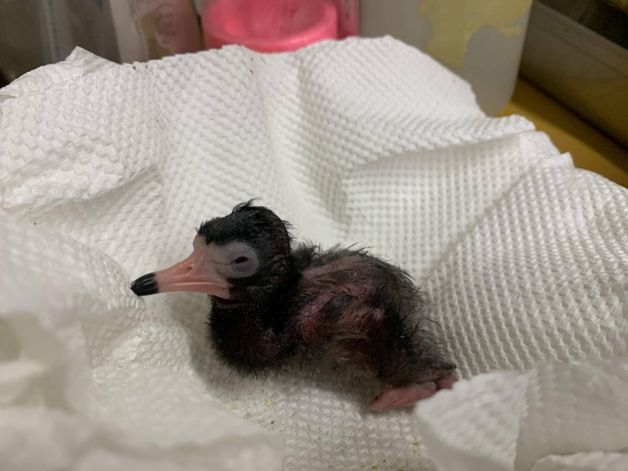 生後間もないシロトキ.jpeg