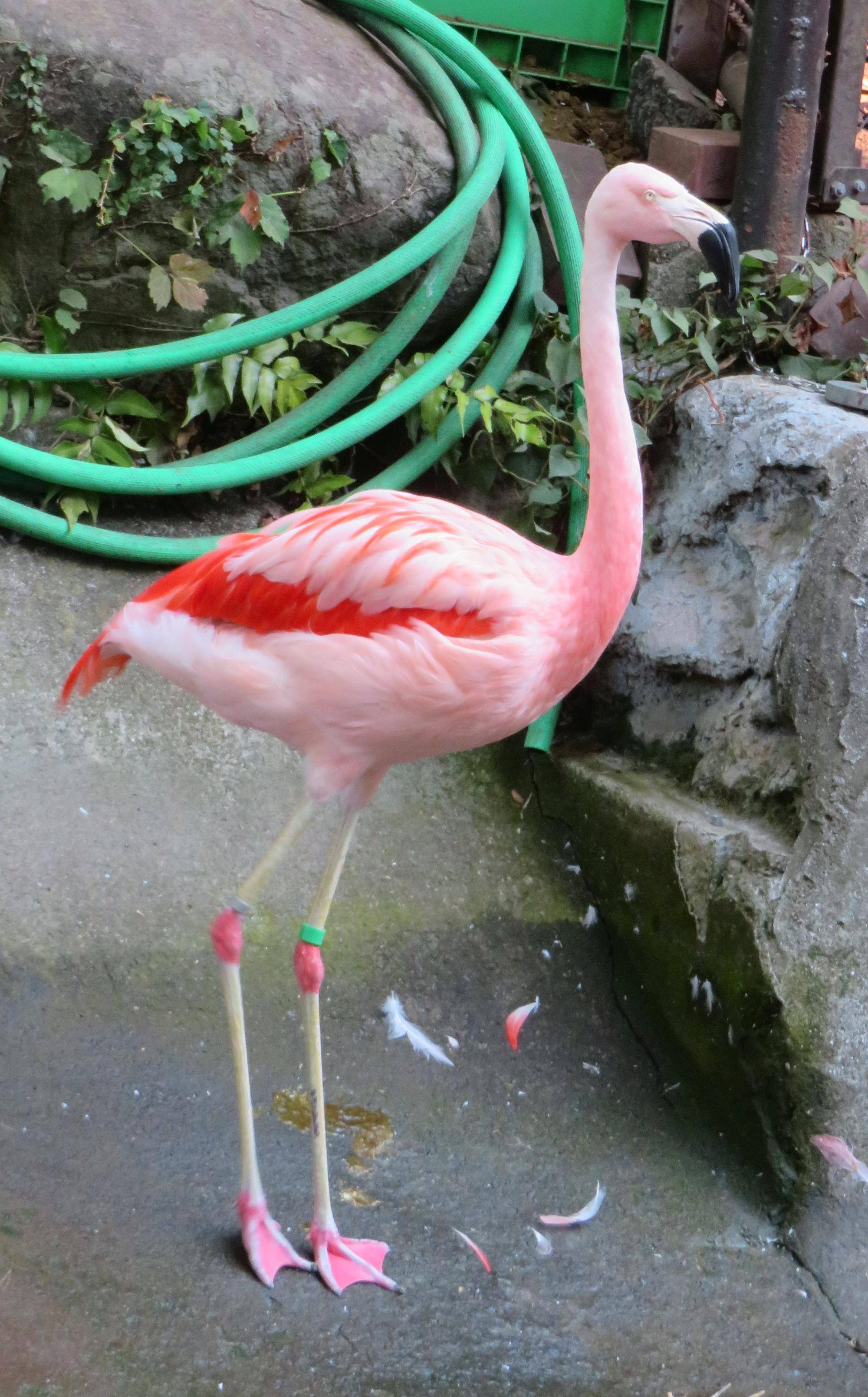 野毛山動物園最年長フラミンゴ.jpg