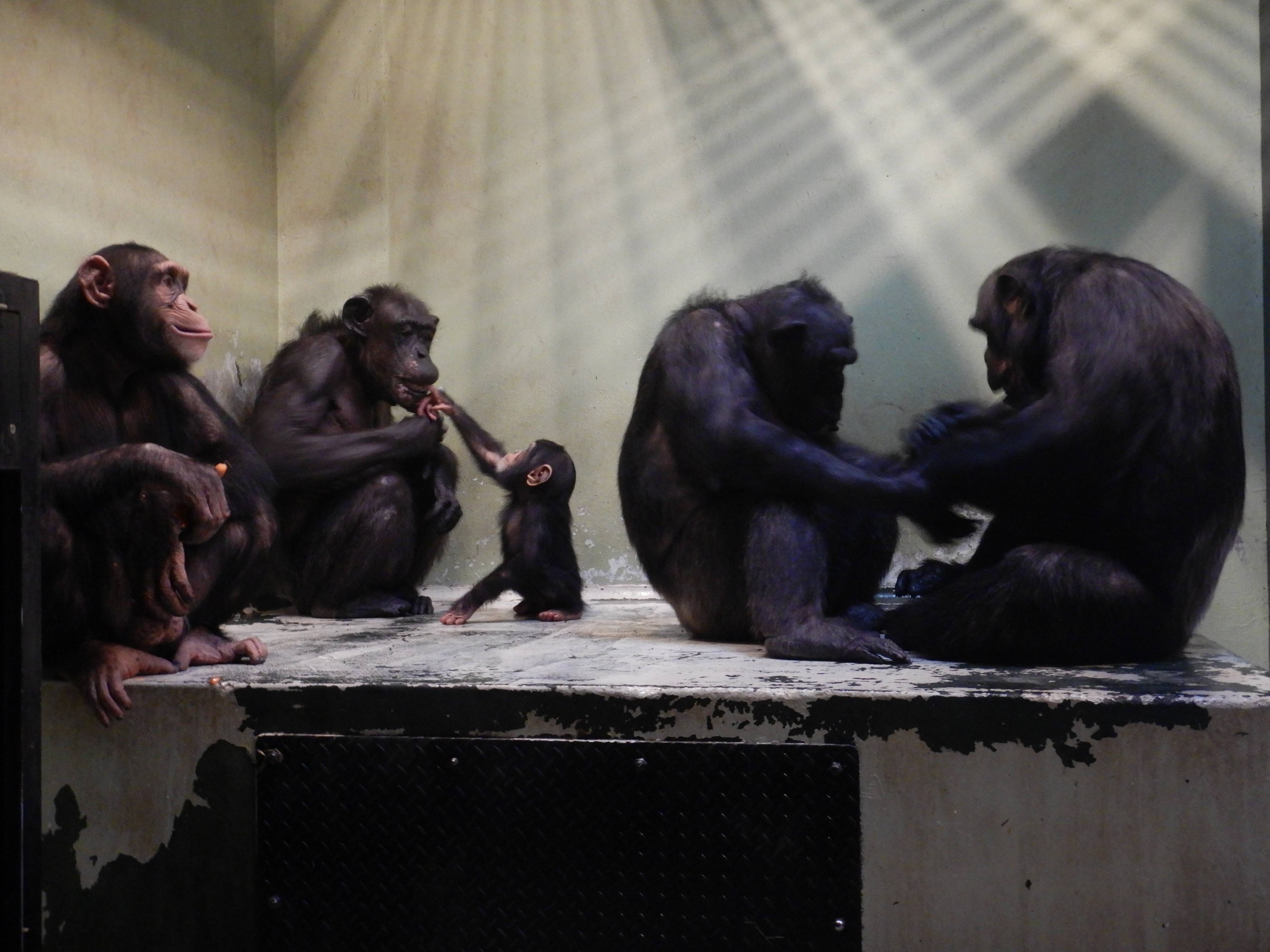 5頭のチンパンジー.jpg