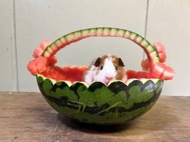 スイカのバスケット INモルモット.jpg