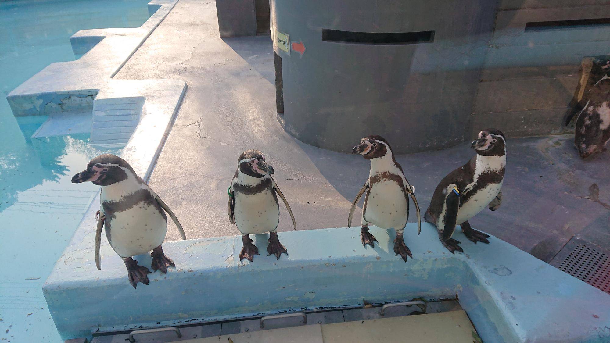 ご飯を待つペンギン達.jpg