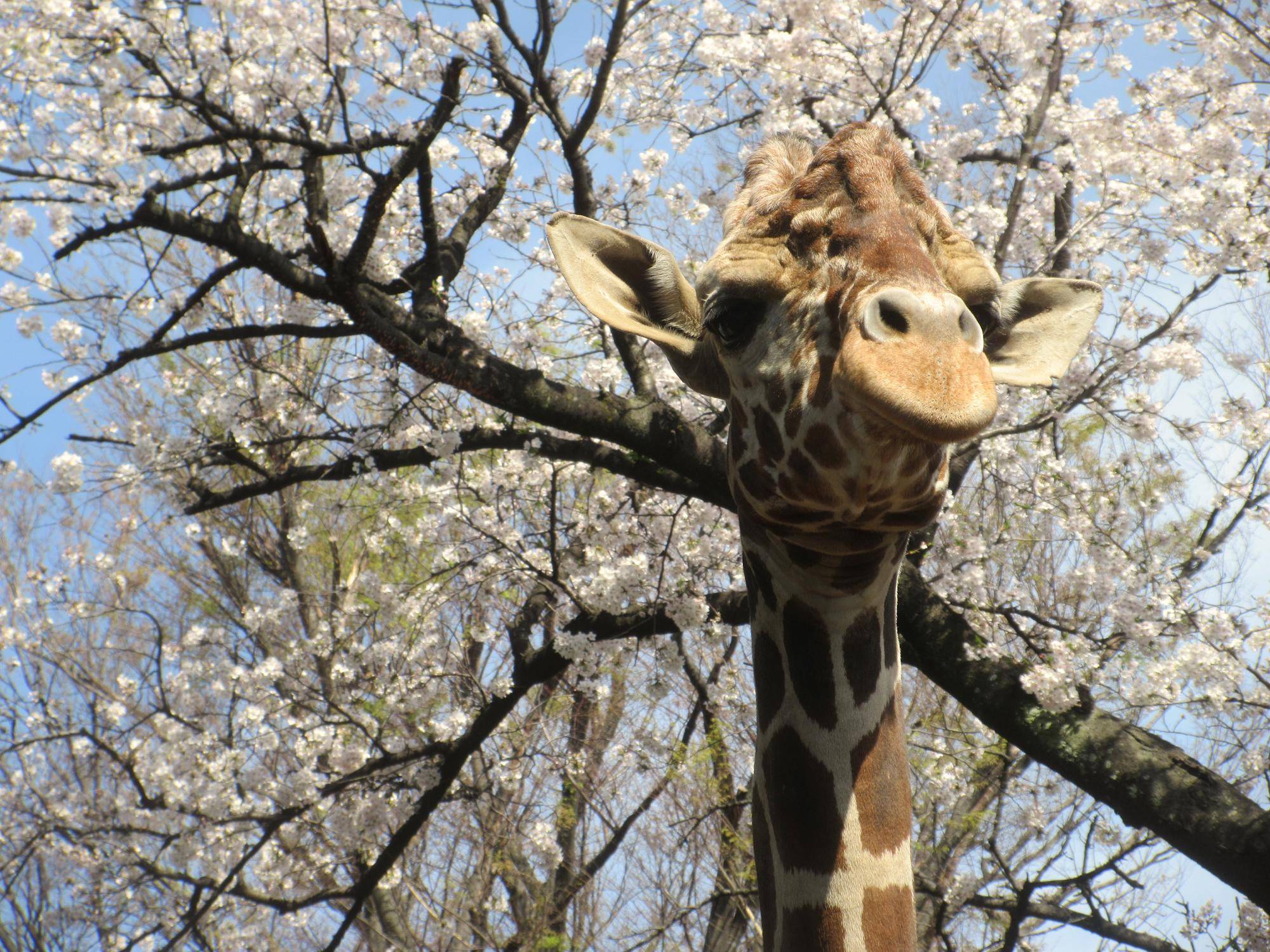 ⑧サクラのお花見とキリンのお鼻見.jpg
