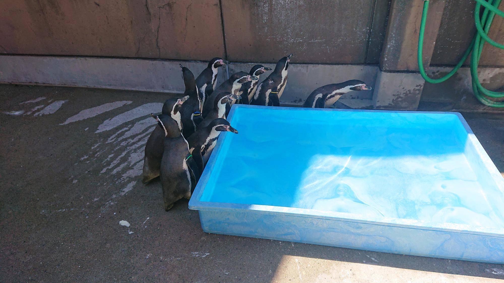 オドオドしたペンギン達.jpg