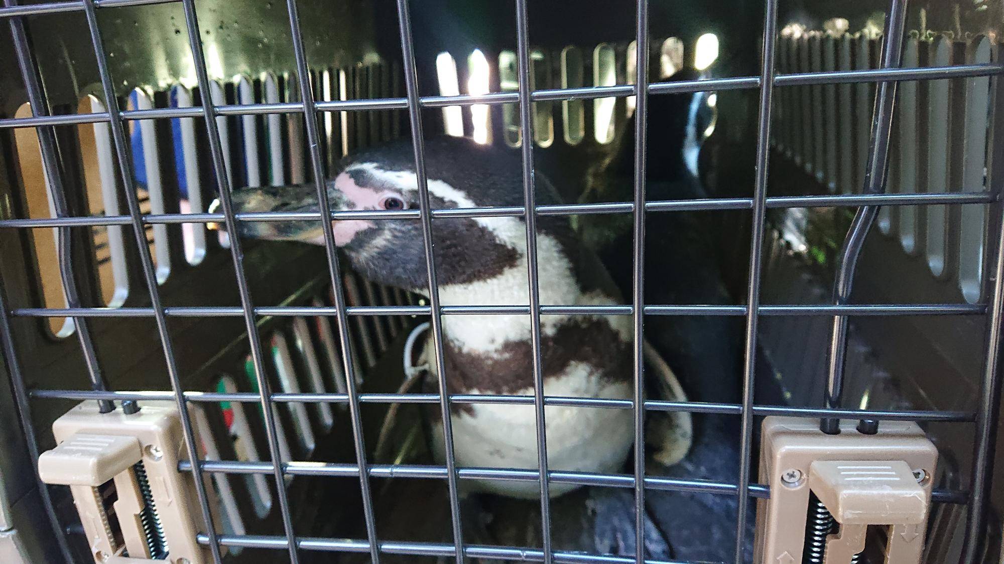 ケージ内のペンギン.jpg