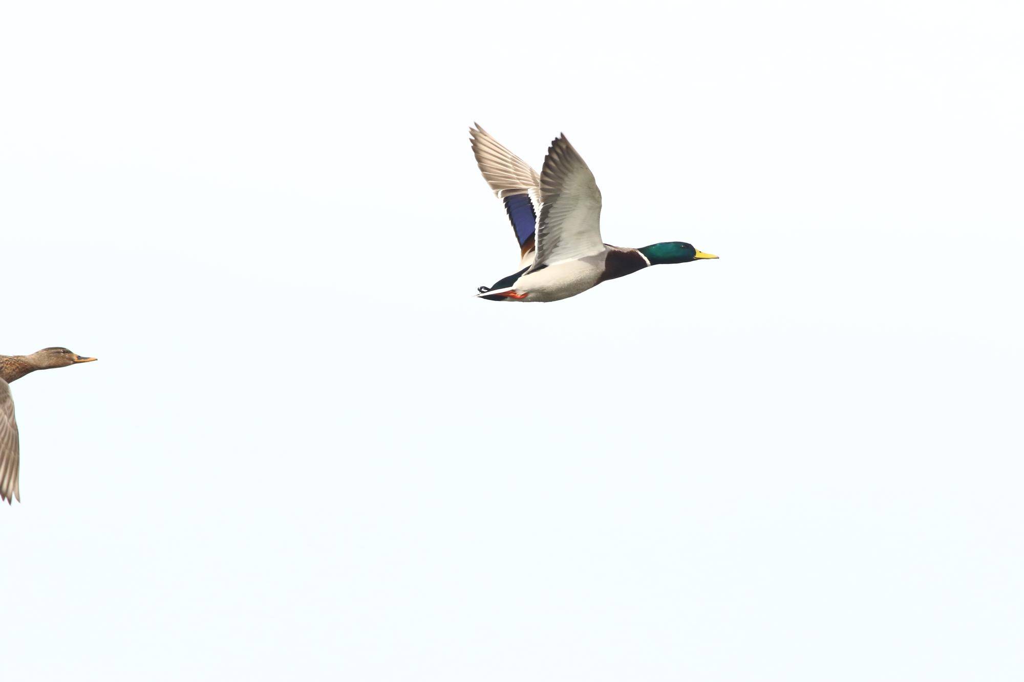 空を飛ぶマガモの雄