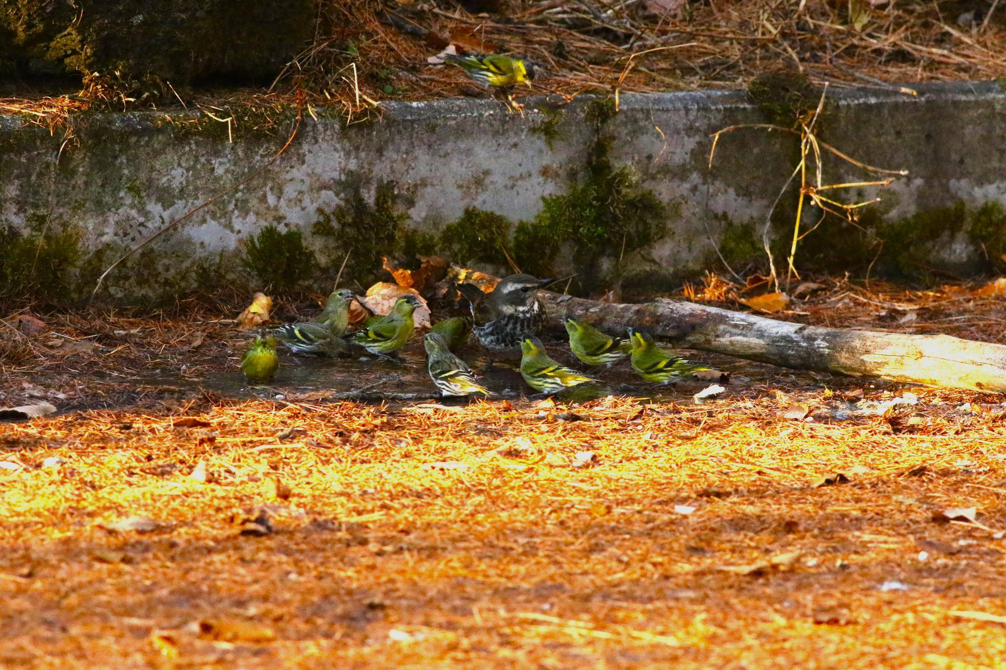 水場に集まる小鳥たち.jpg