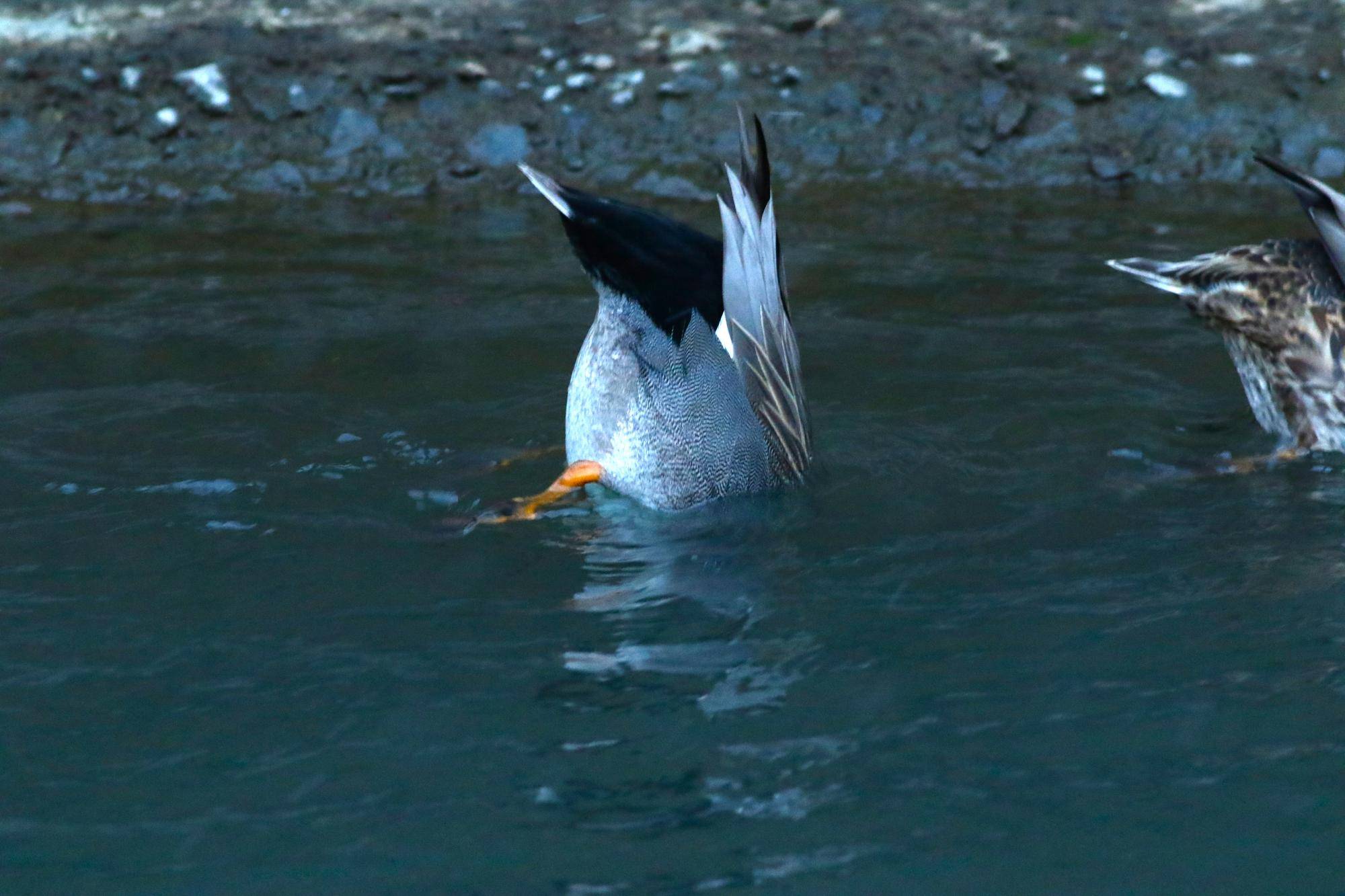 水底のエサをとるカモ.jpg