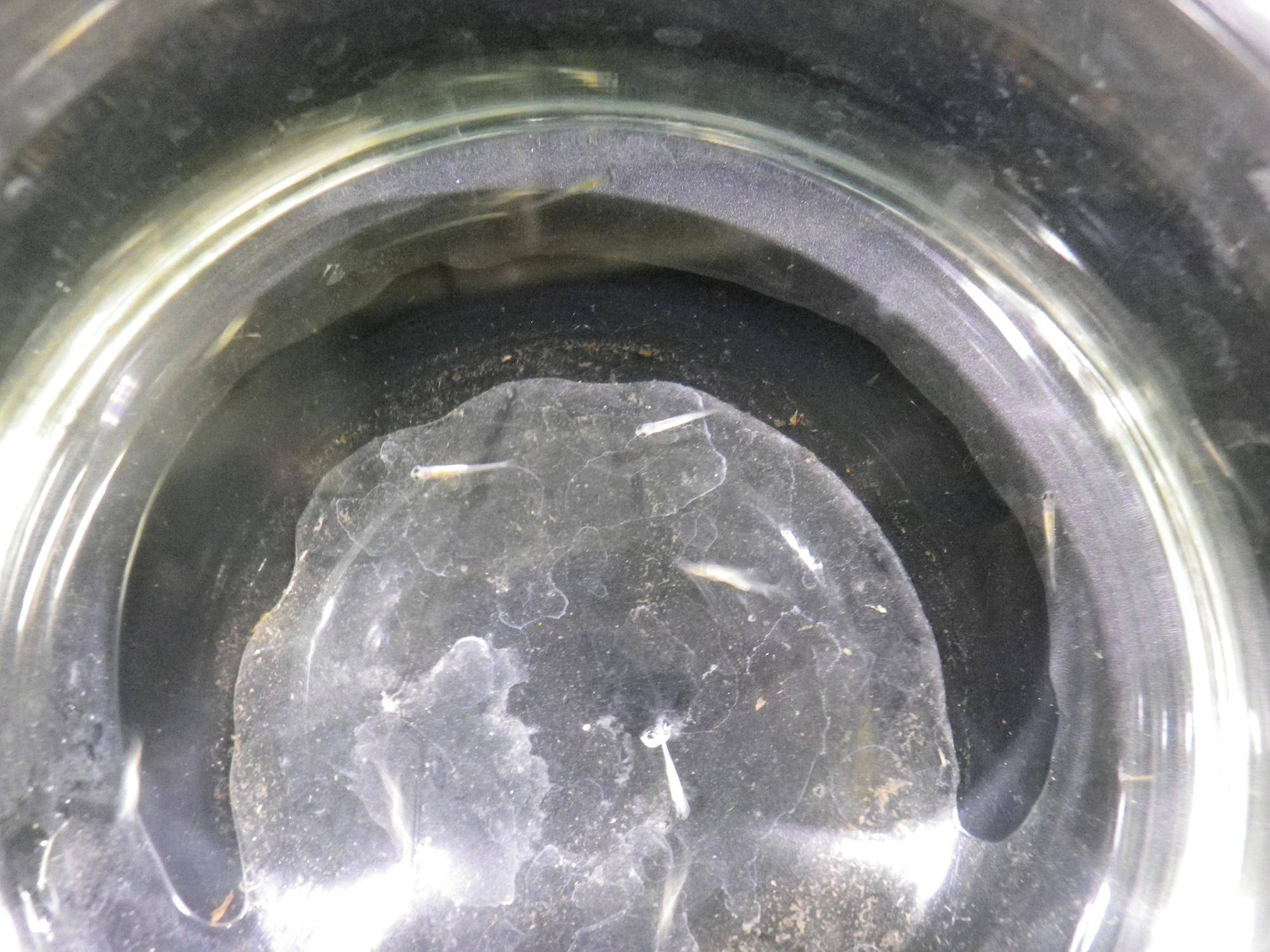 タナゴ稚魚浮上間近全景アップ.jpg
