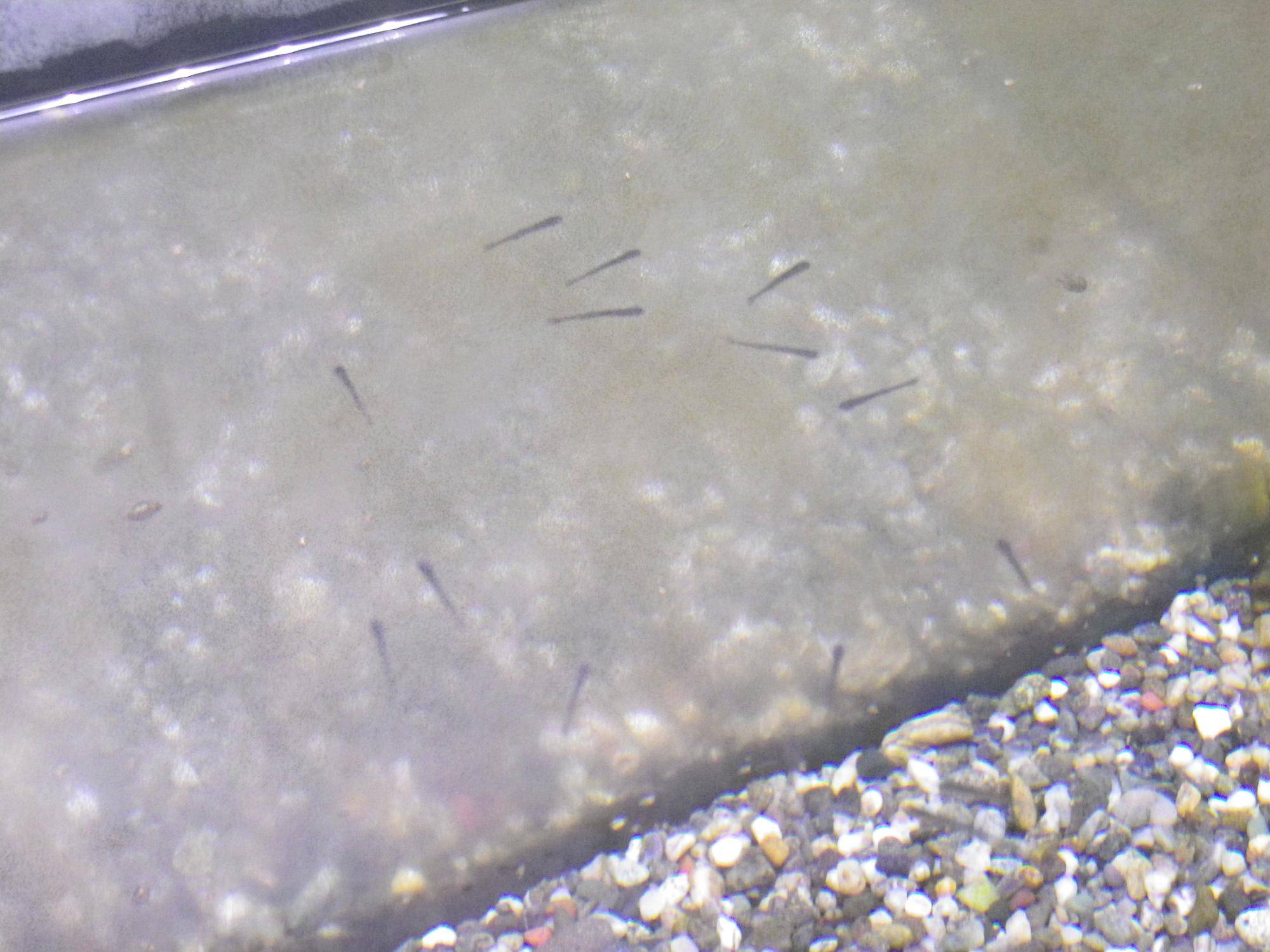 タナゴ稚魚たち上からアップ.jpg