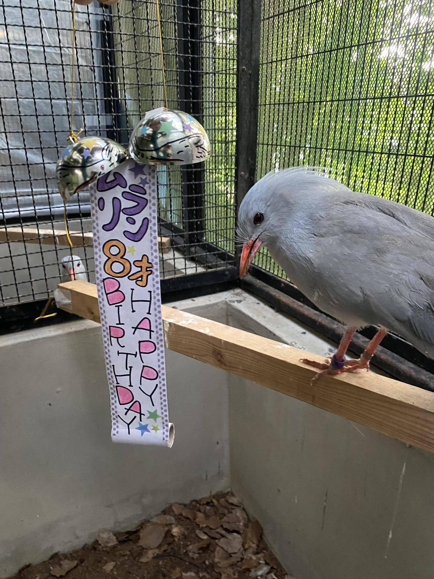 ミドリン・ムラリン8才祝う.jpg