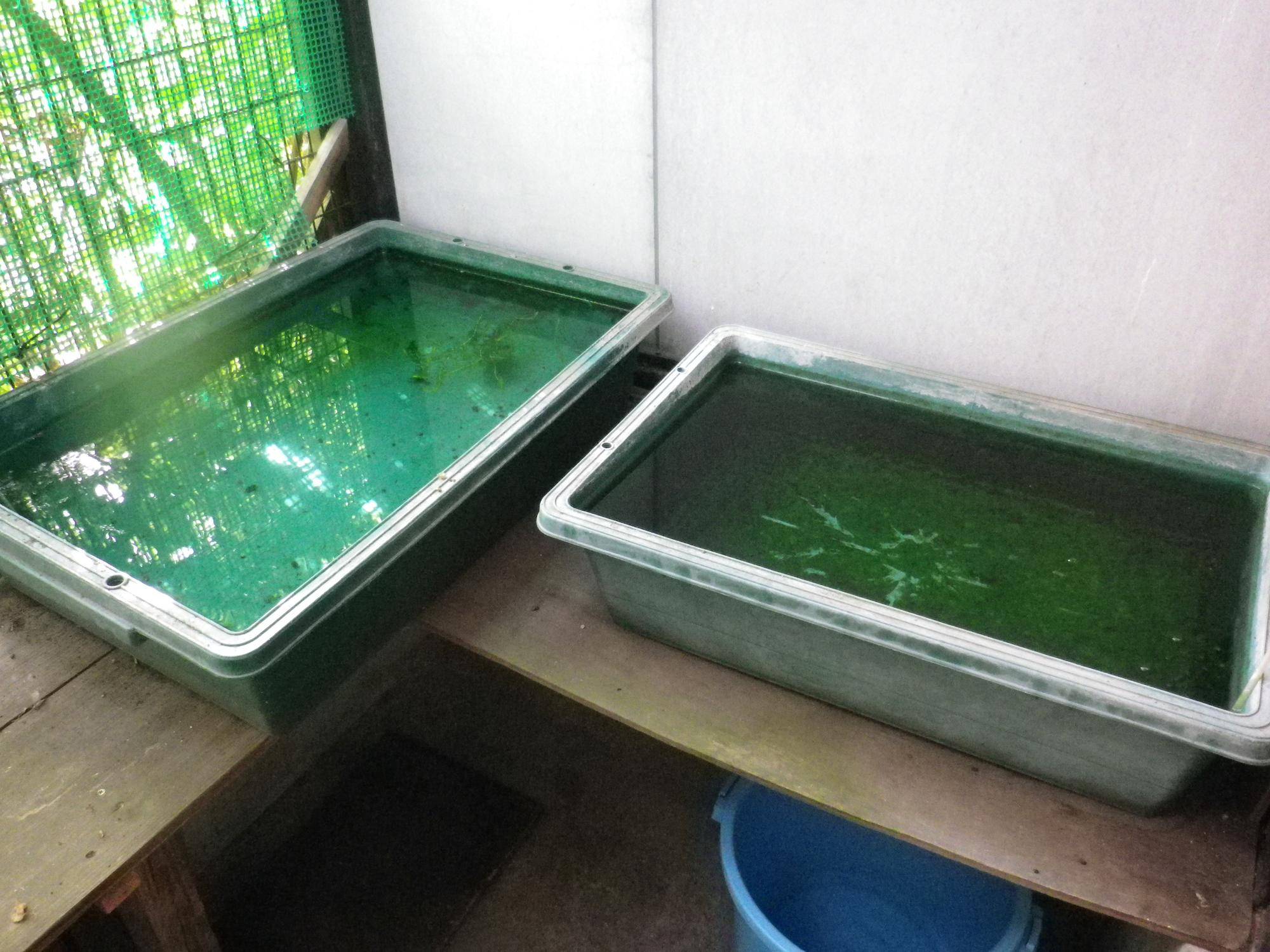 メダカ繁殖水槽と育成水槽.jpg