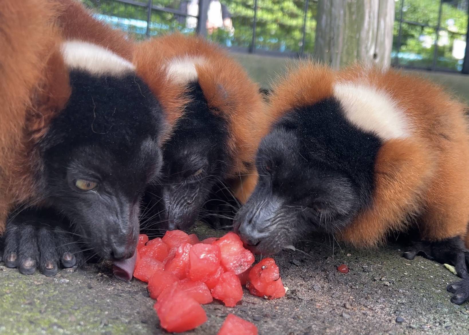 ①冷凍スイカを舐めるアカエリマキキツネザルたち.jpg
