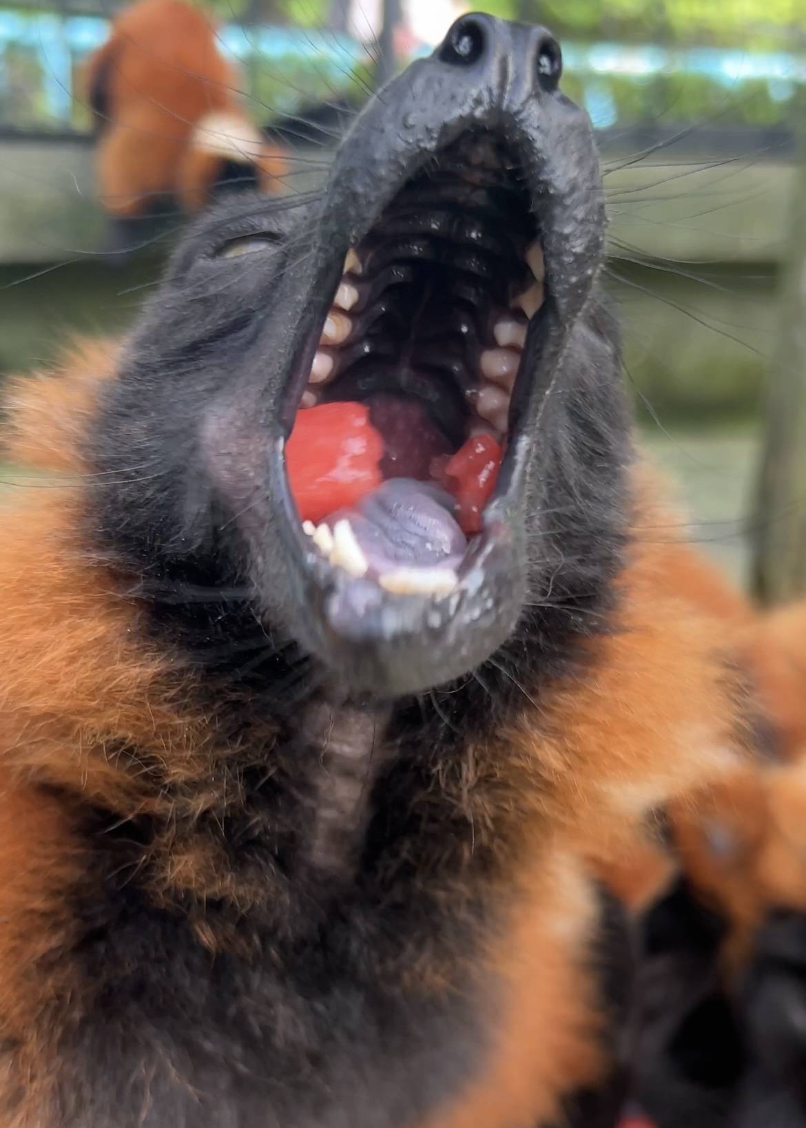 ③アカエリマキキツネザルの口の中.jpg