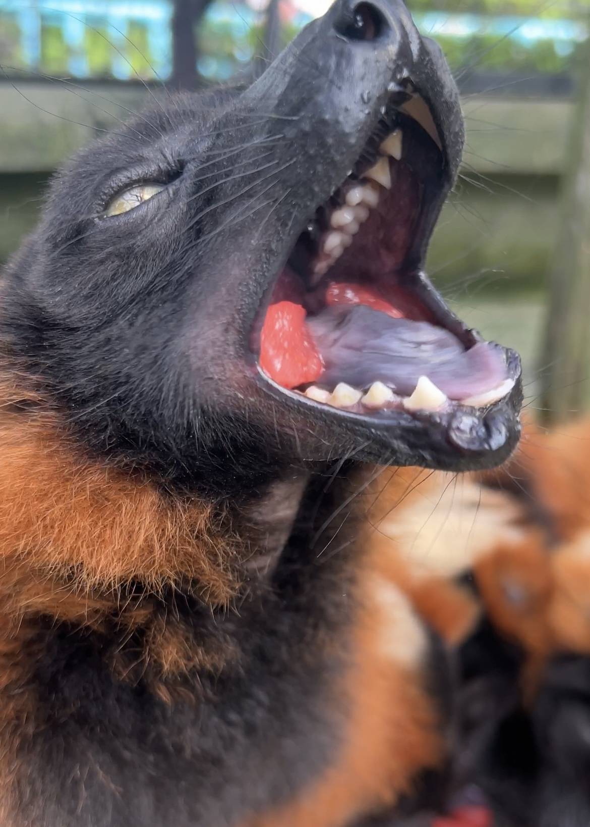 ②アカエリマキキツネザルの口の中.jpg