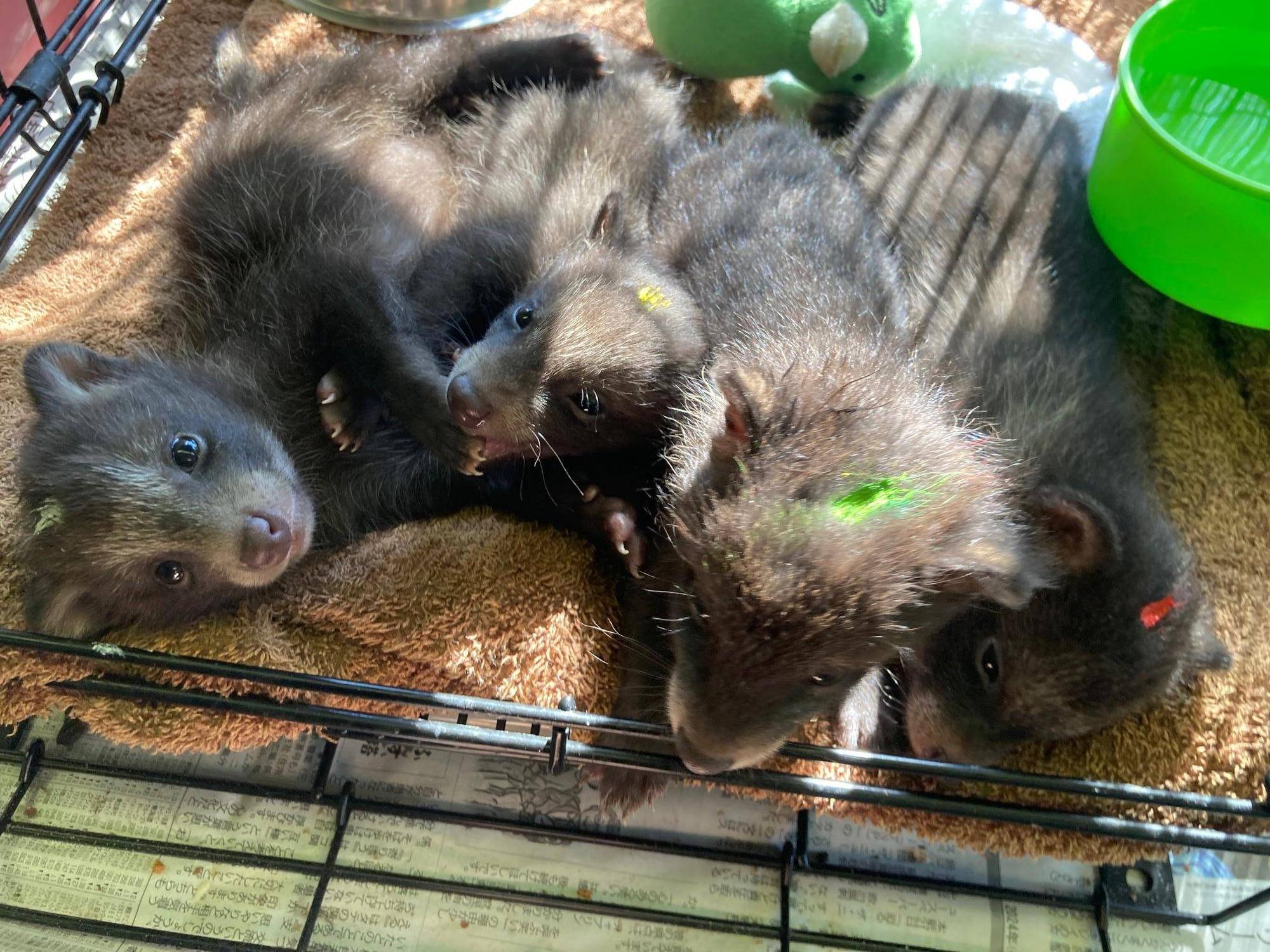 小型犬用ケージにて