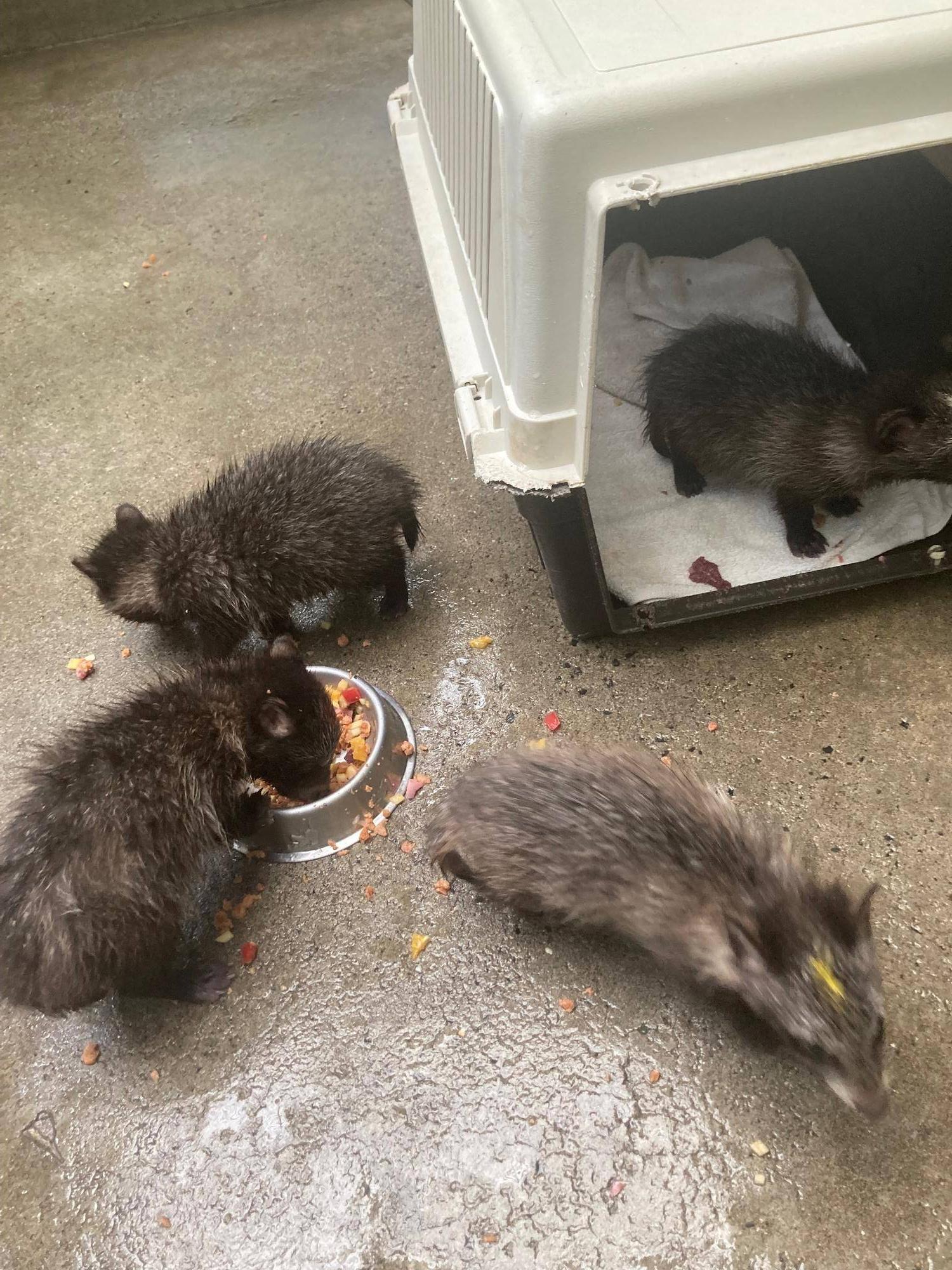 リハビリケージで縦横無尽