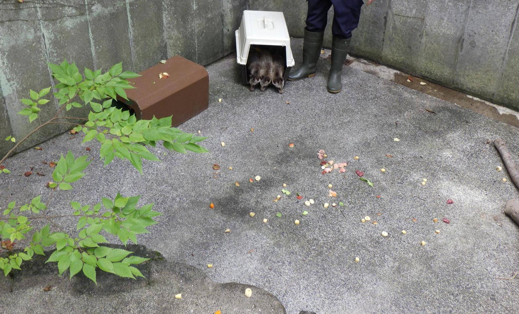 放飼場に出た4頭