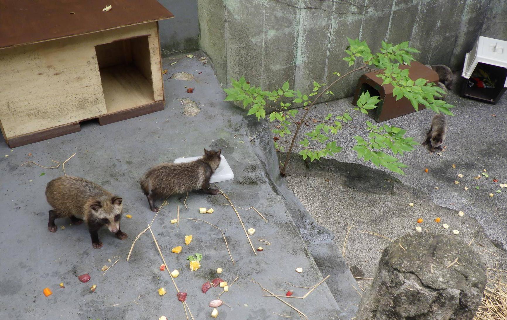 放飼場に放された6頭