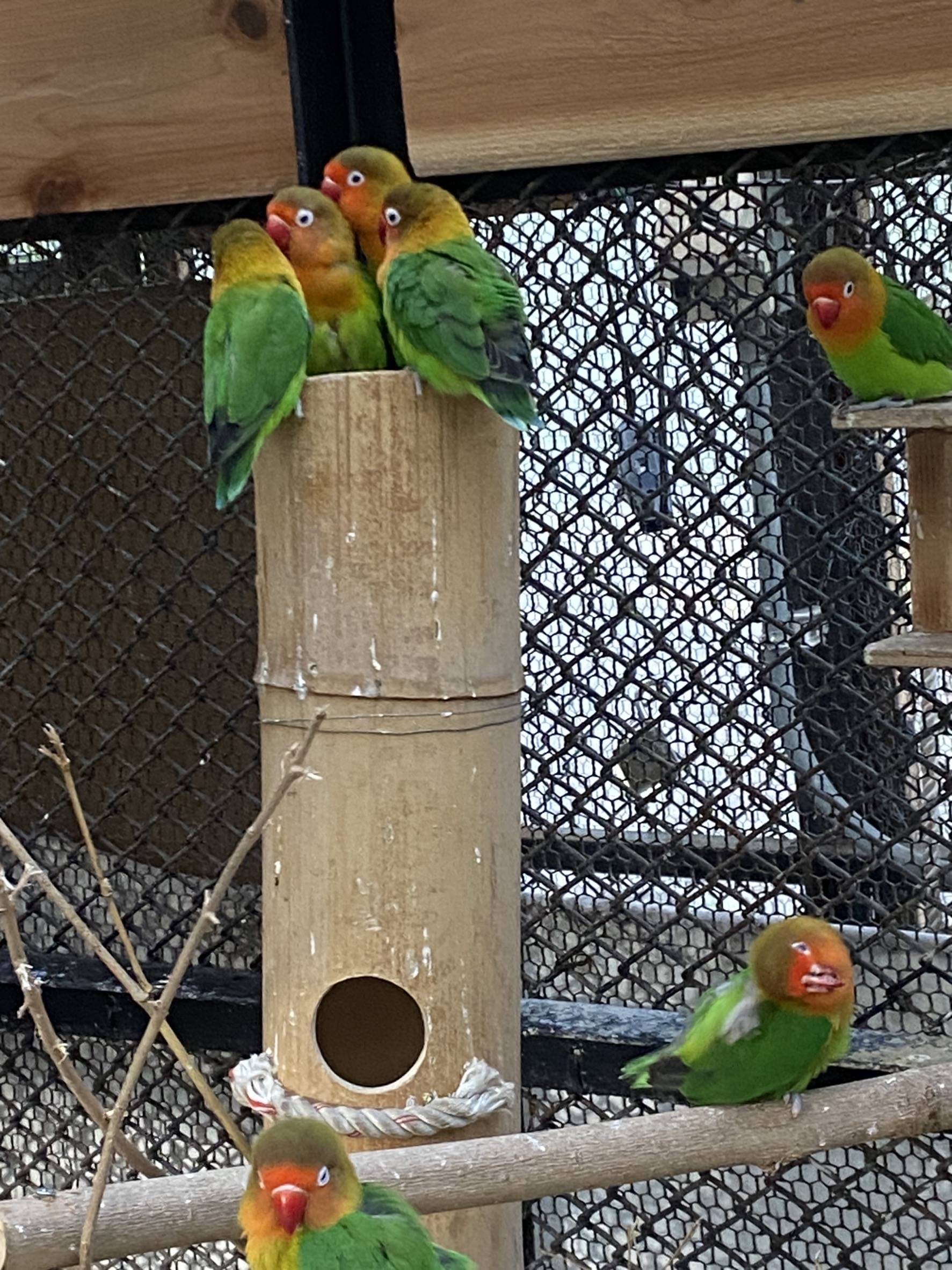 竹のお家　縦　屋上でお話しするインコ.jpg