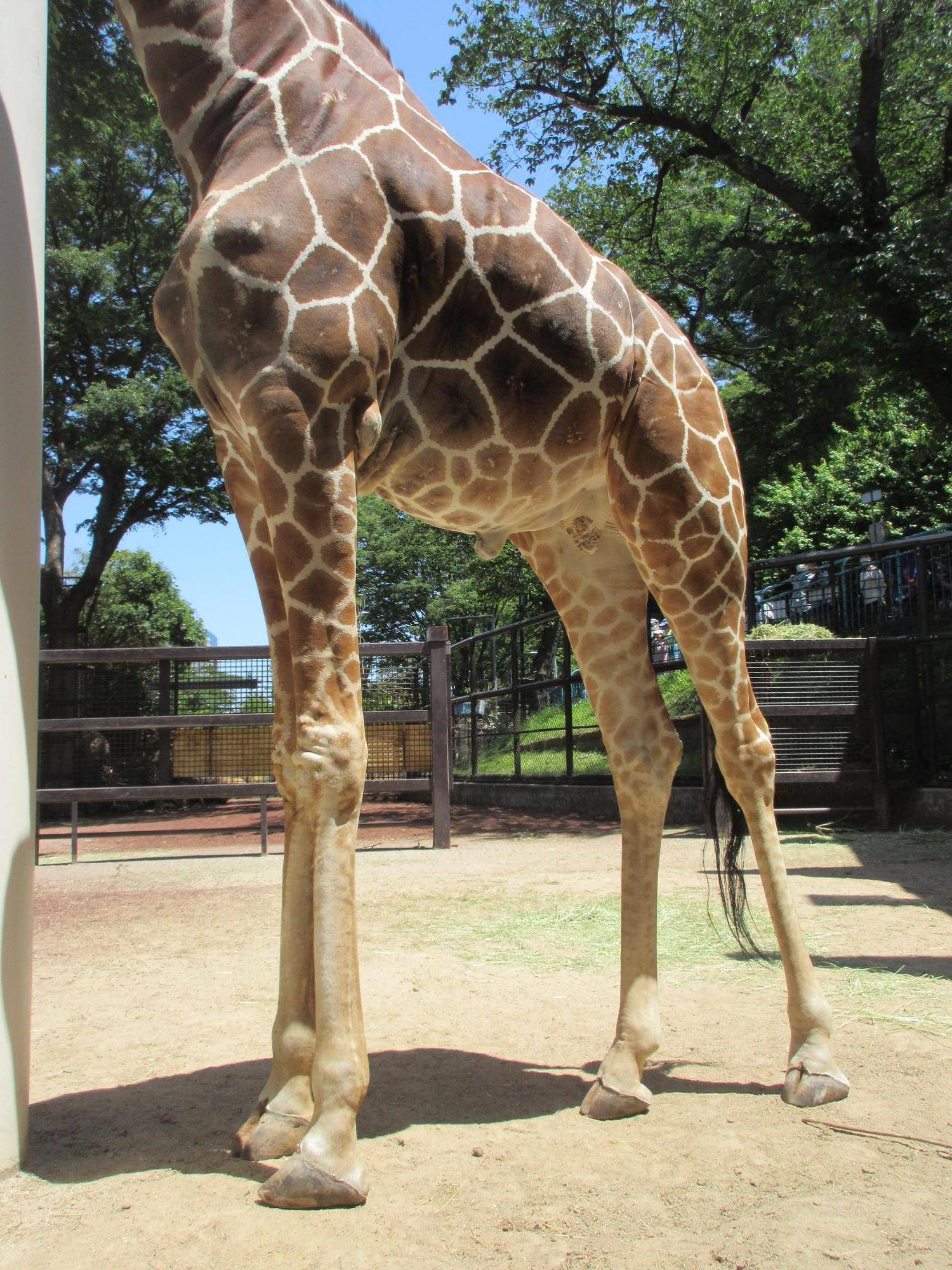 ②キリンの脚.jpg
