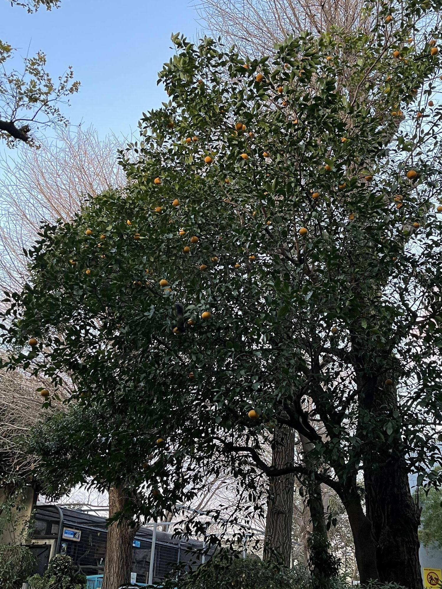園内の夏みかんの木.jpg