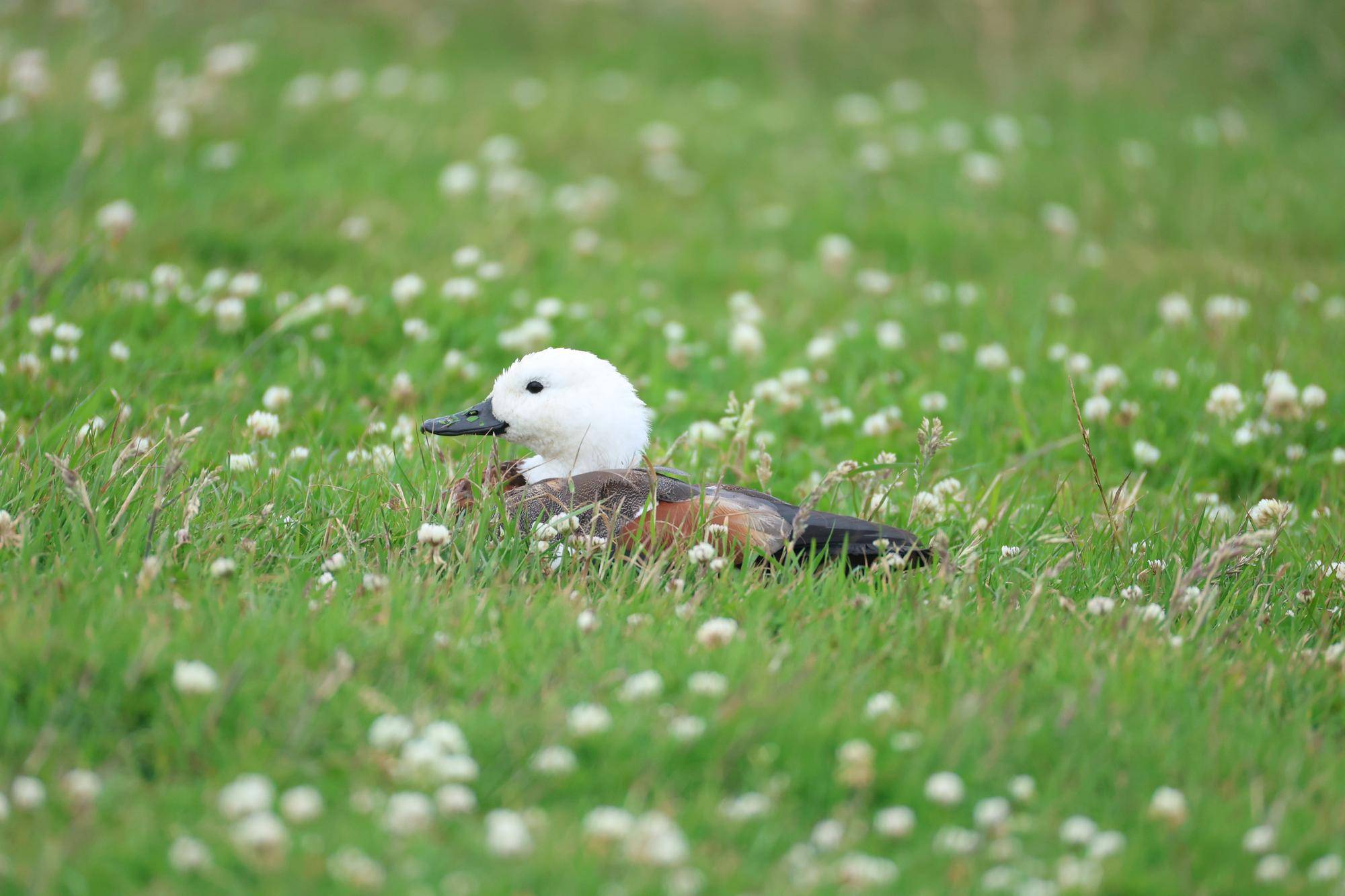 クビアカツクシガモ 雌.jpg