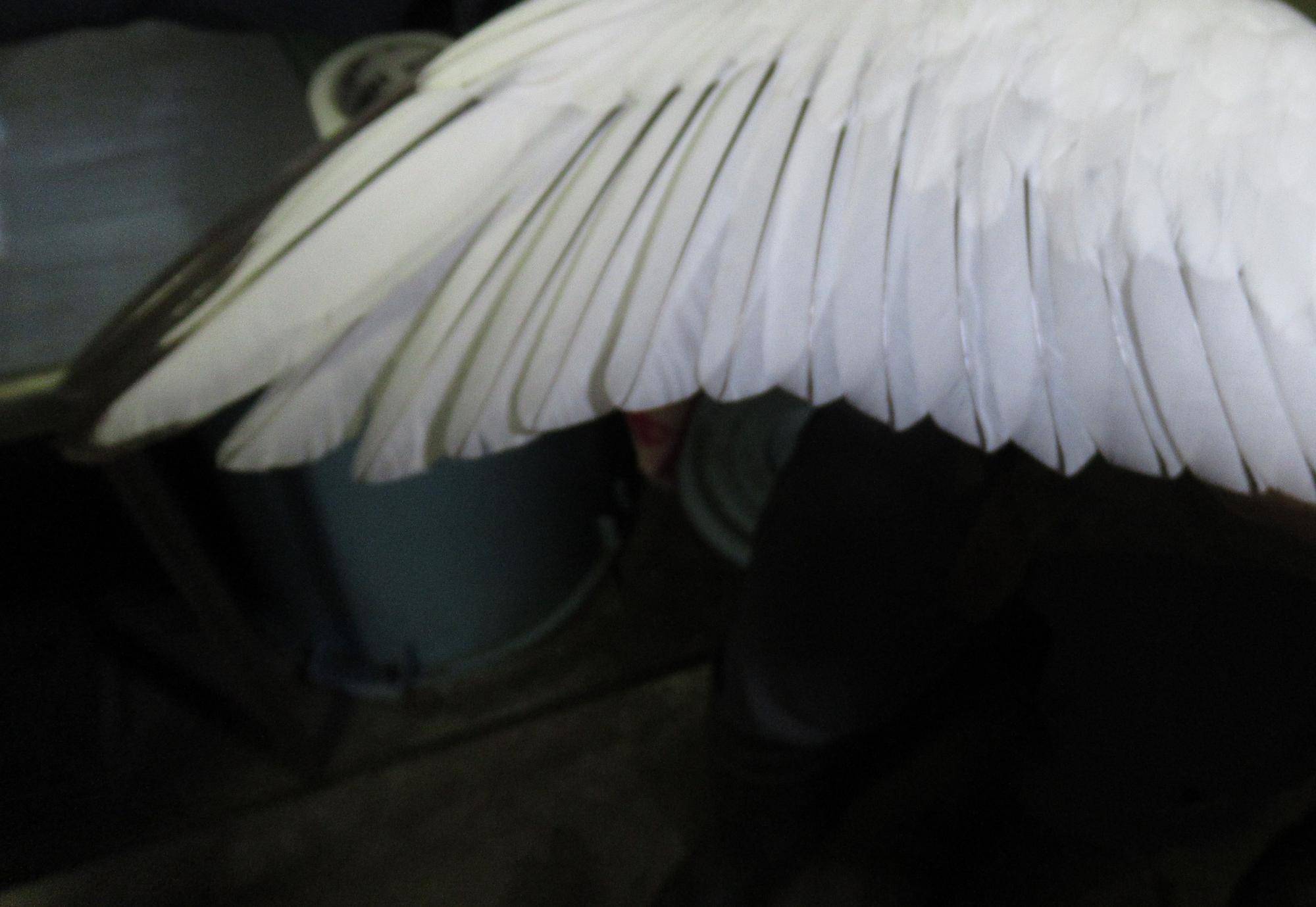 換羽していない.jpg