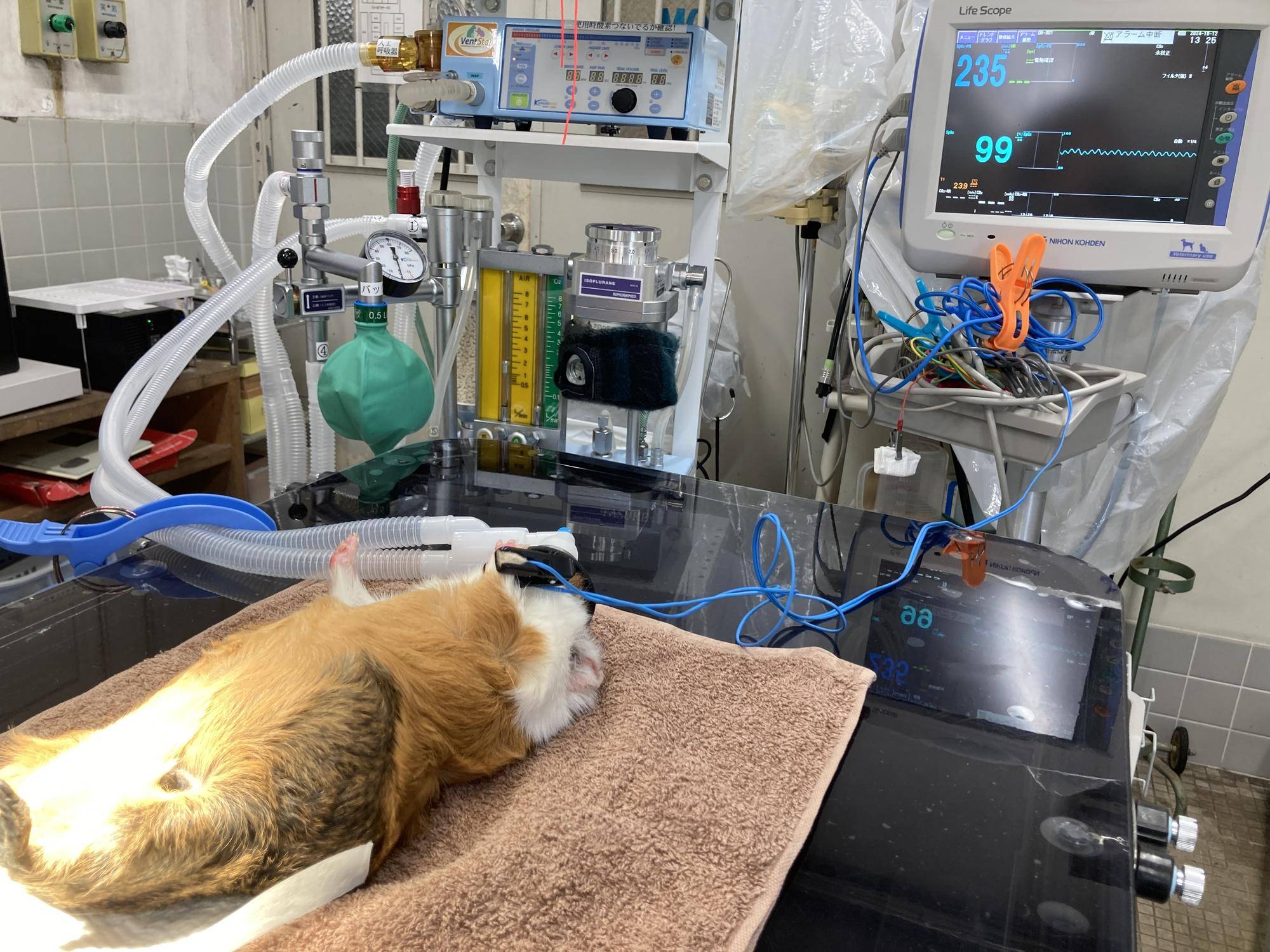 麻酔で眠っている様子.jpeg