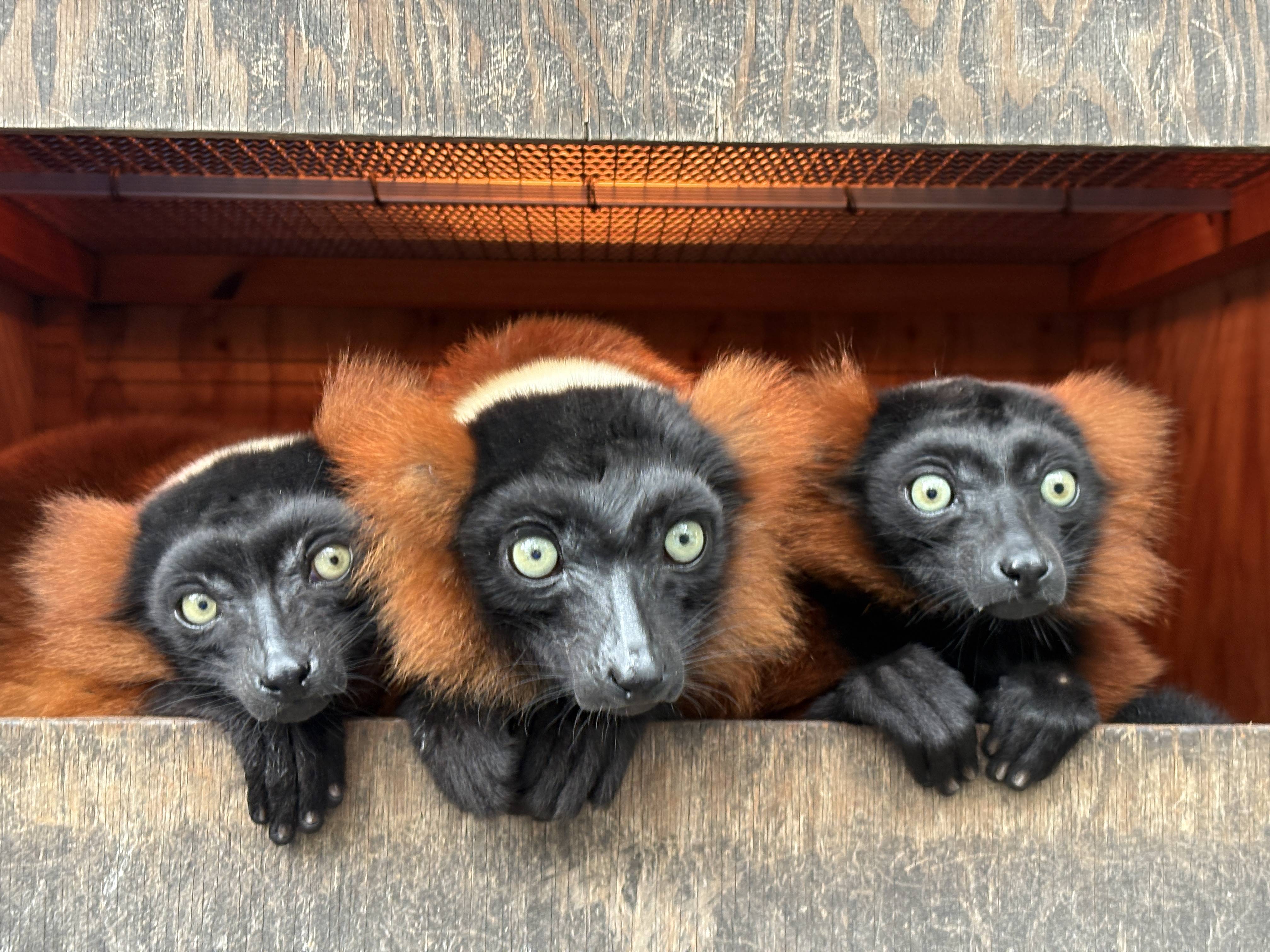 アカエリマキキツネザルの一年①|動物トピックス｜ブログ|野毛山動物園公式サイト｜公益財団法人 横浜市緑の協会