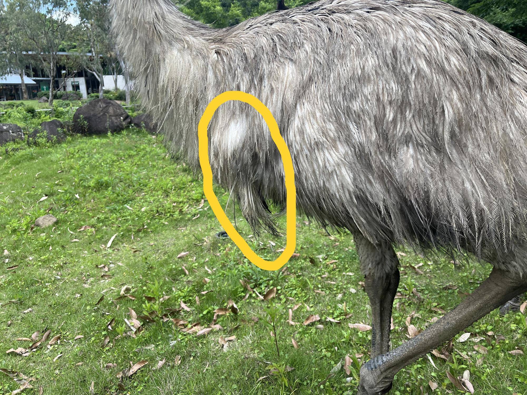 エミュー 翼 アップ .jpg