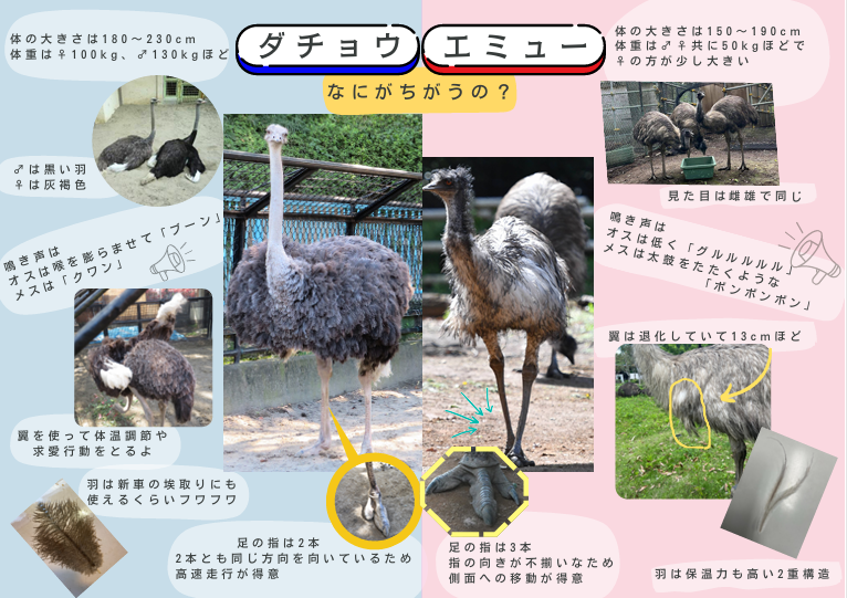 エミューダチョウの違い看板.png